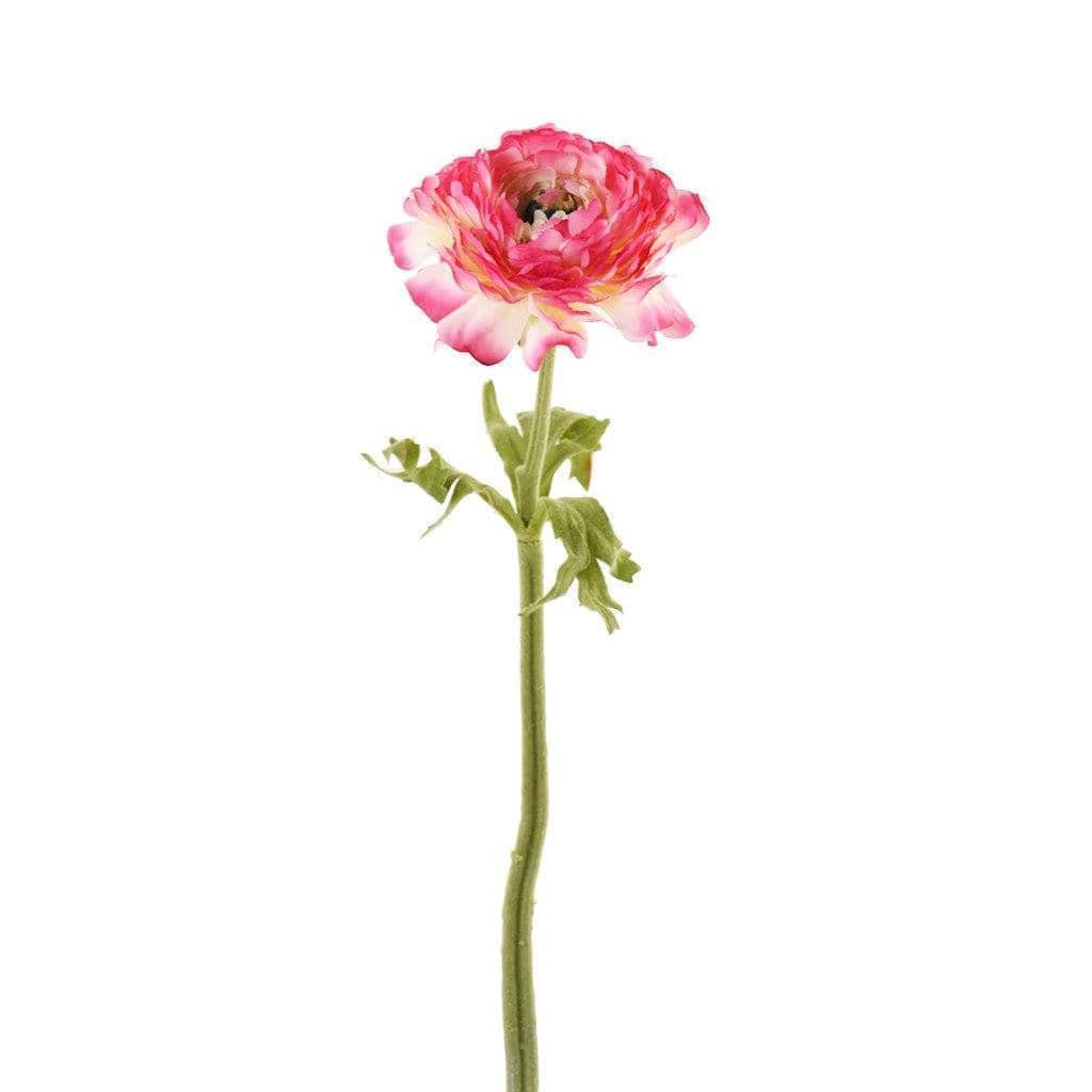 Ranunculus - Image 2