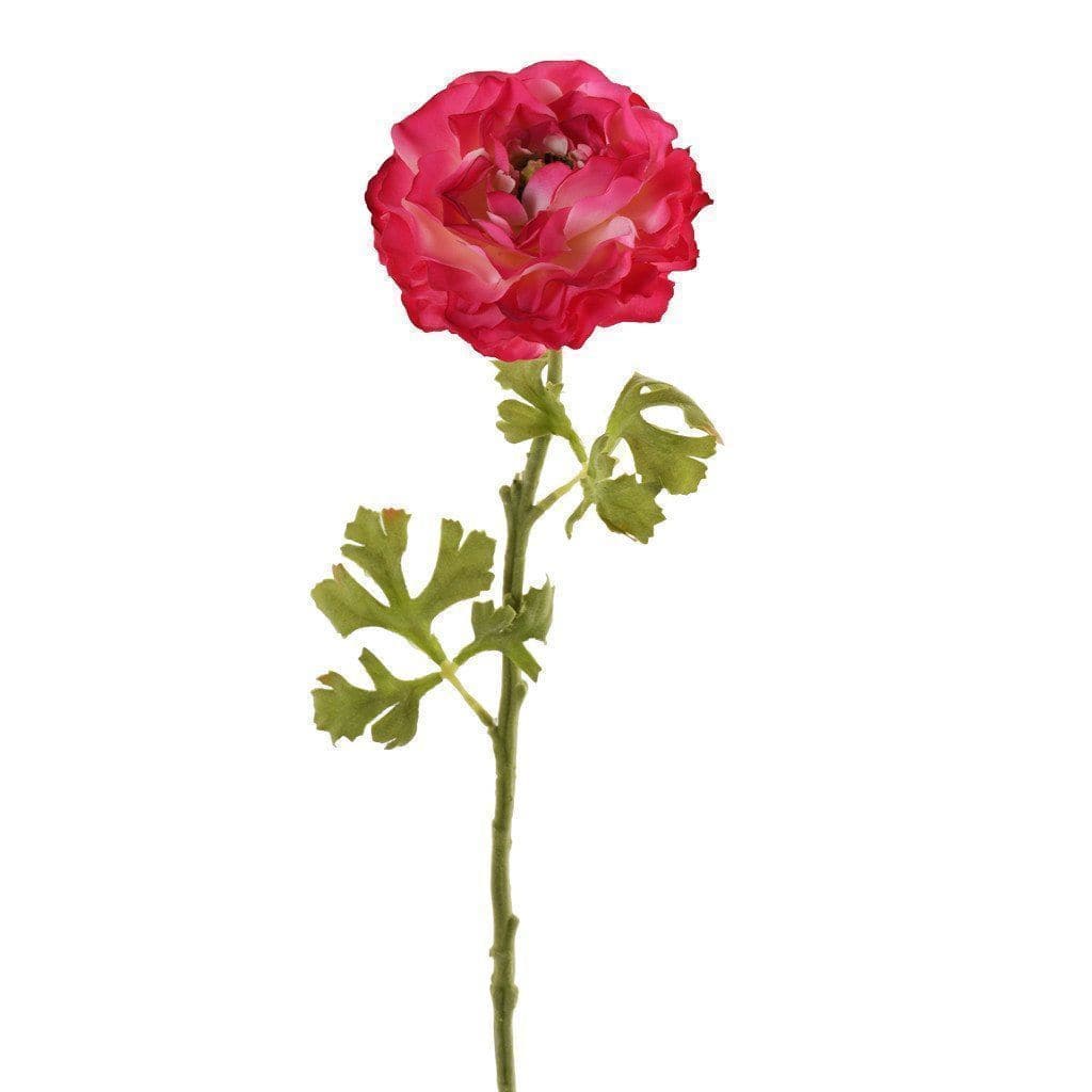 Ranunculus - Image 2