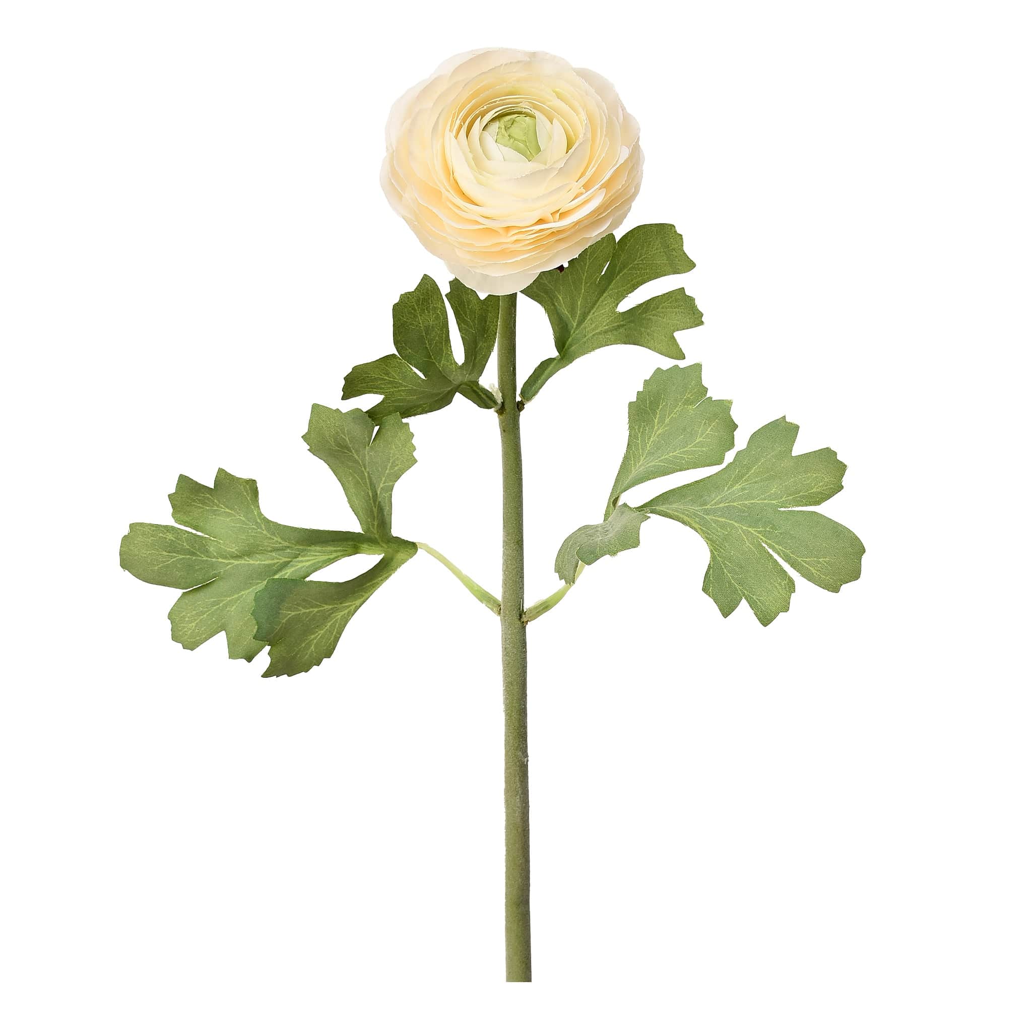 Ranunculus