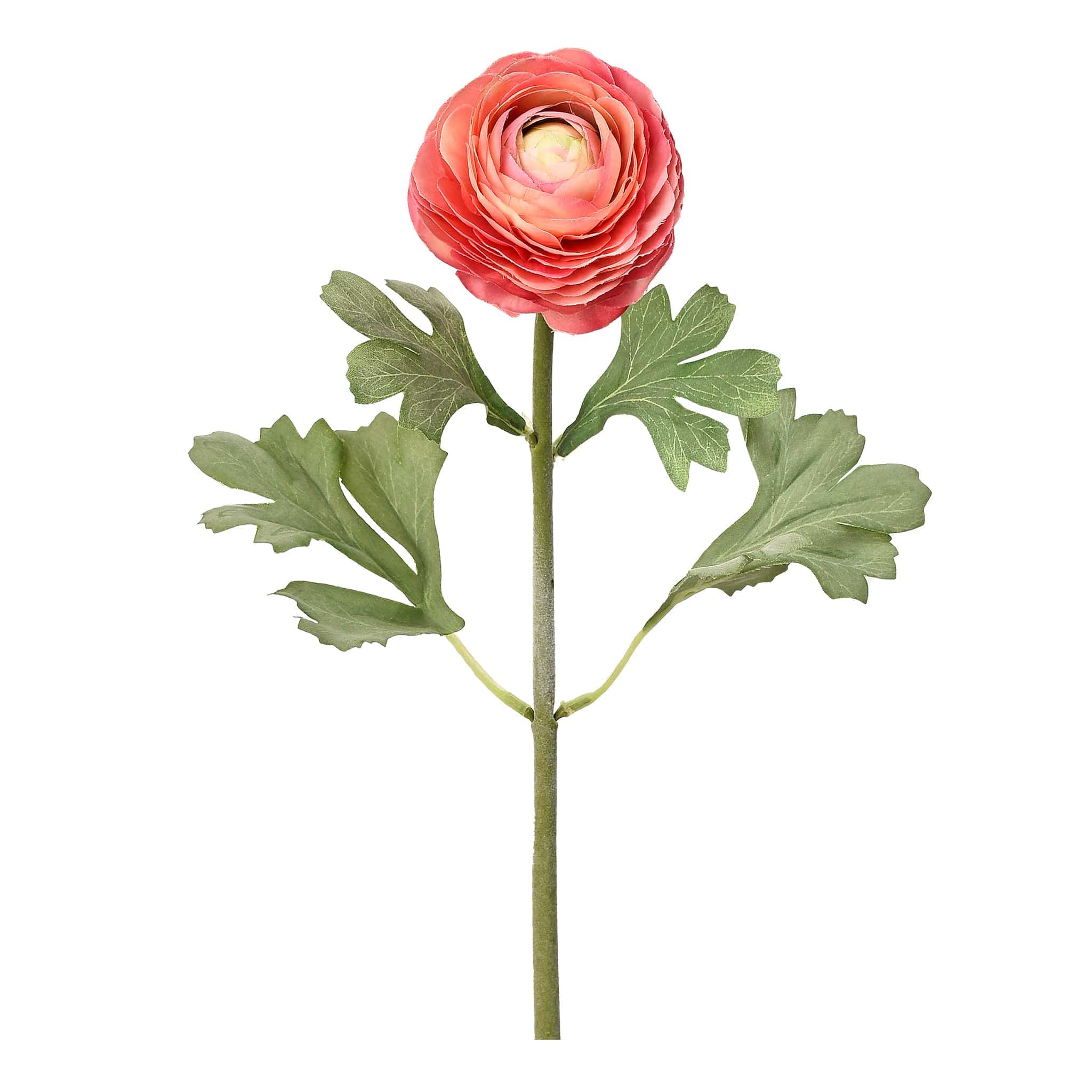 Ranunculus - Image 2