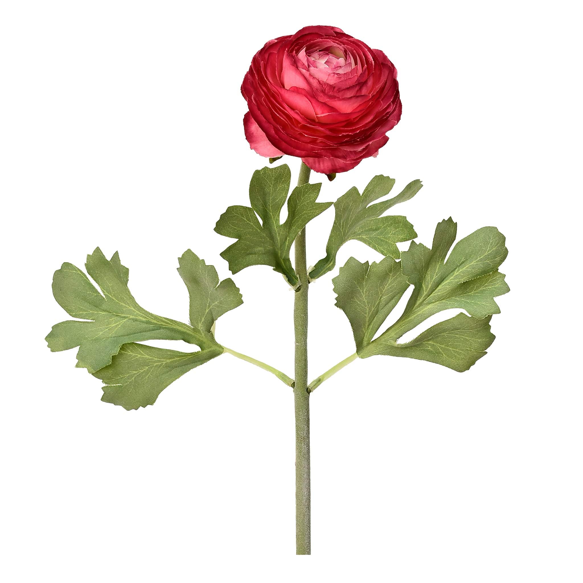 Ranunculus - Image 3
