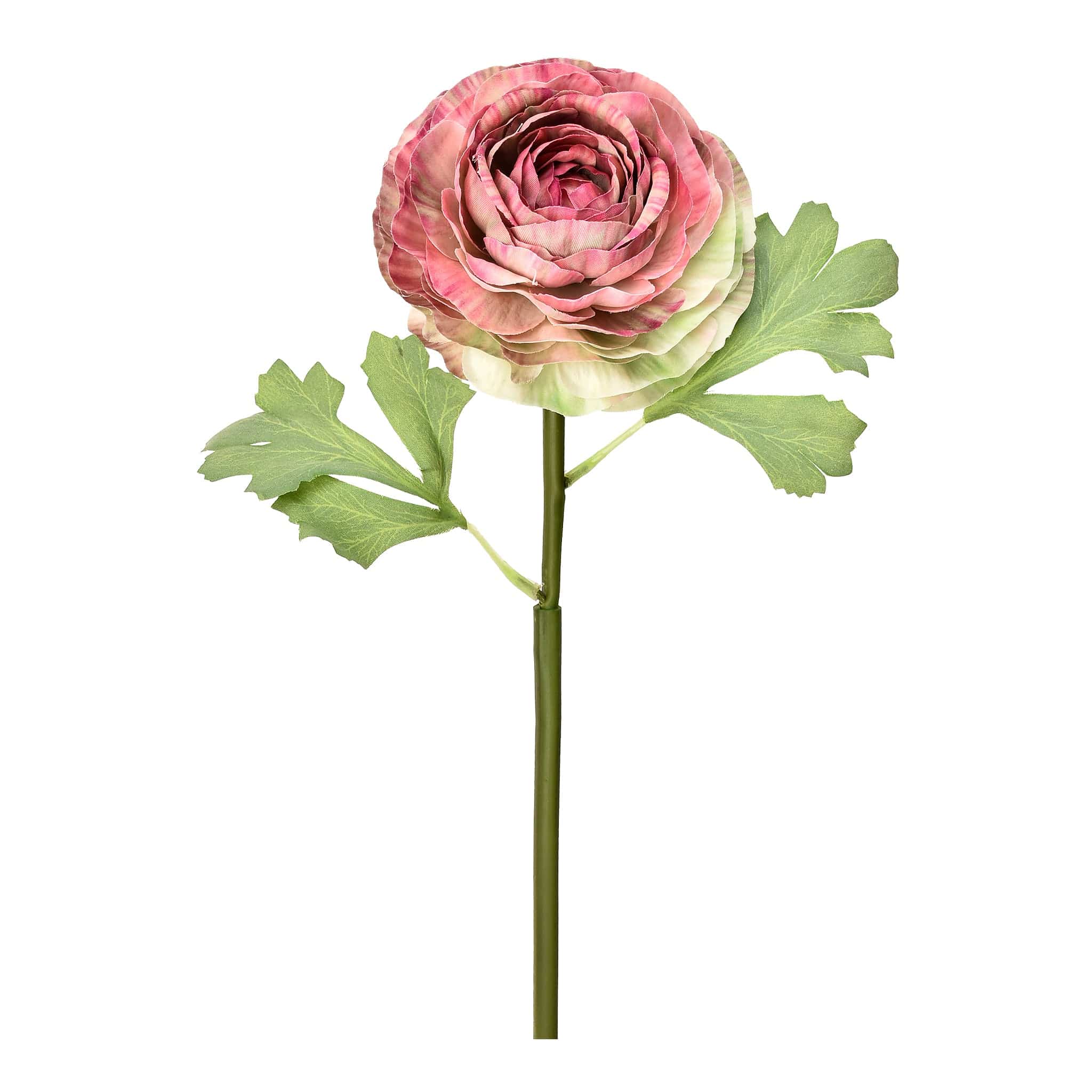 Ranunculus - Image 2