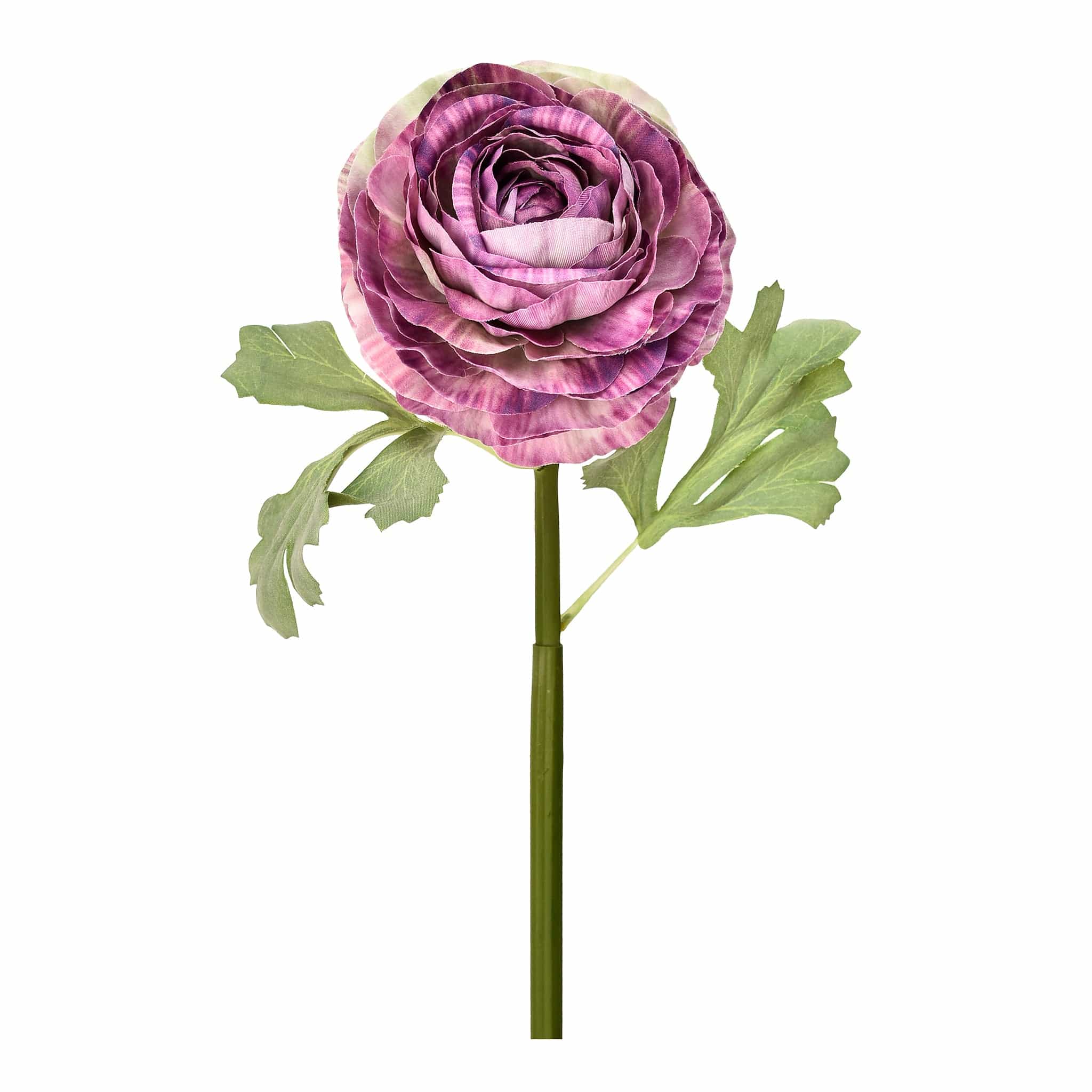 Ranunculus - Image 3