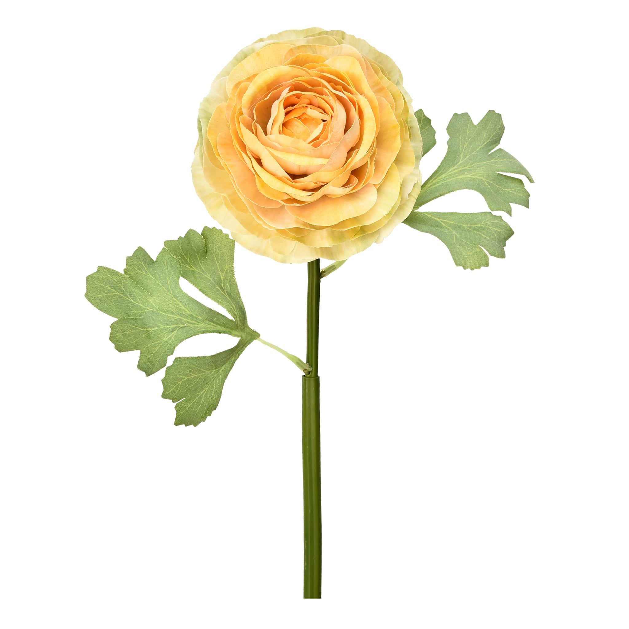 Ranunculus - Image 4