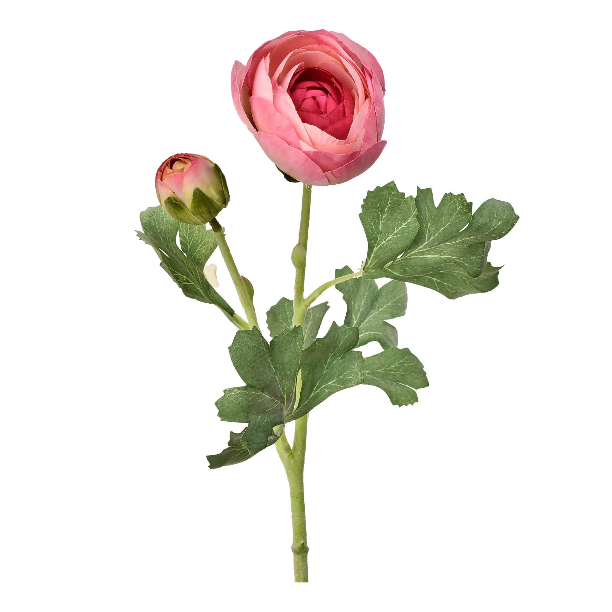 Ranunculus - Image 2