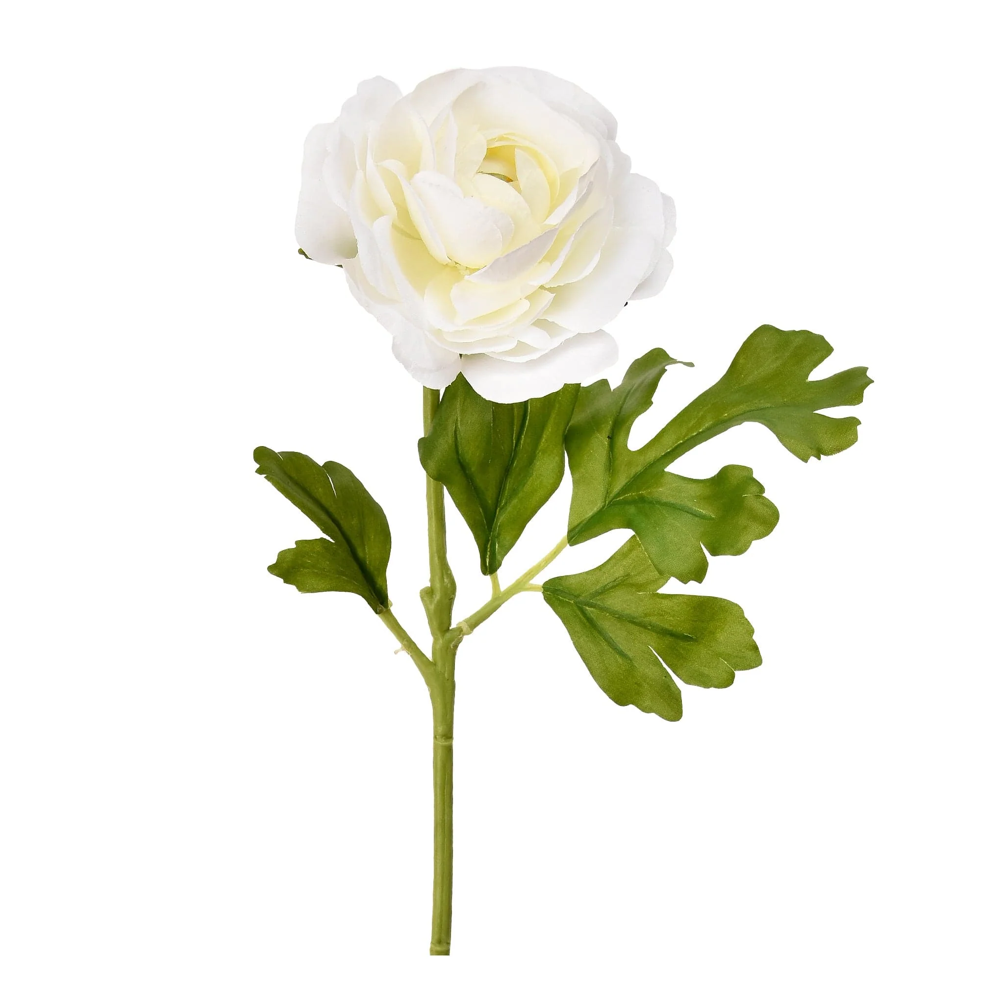Ranunculus