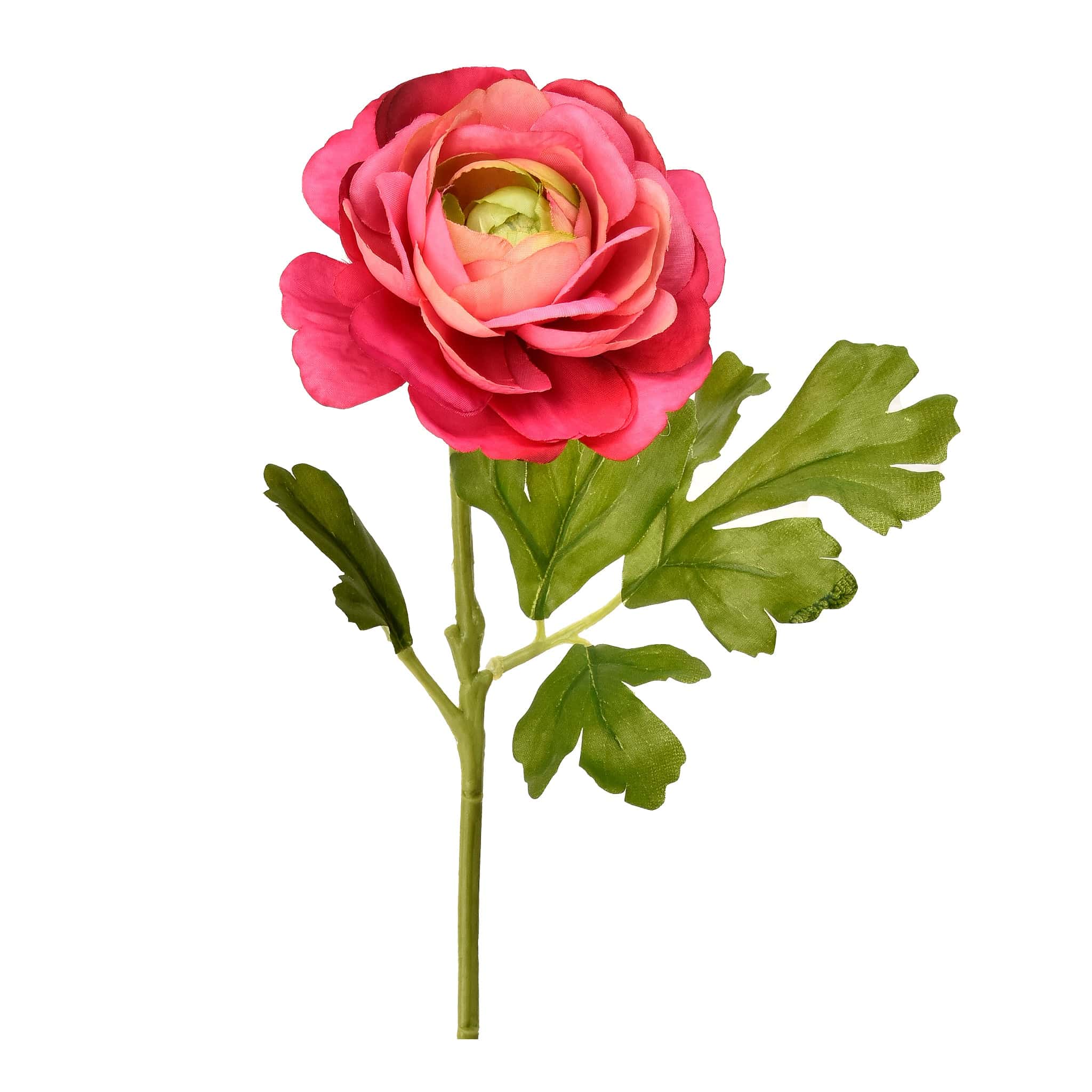 Ranunculus - Image 2