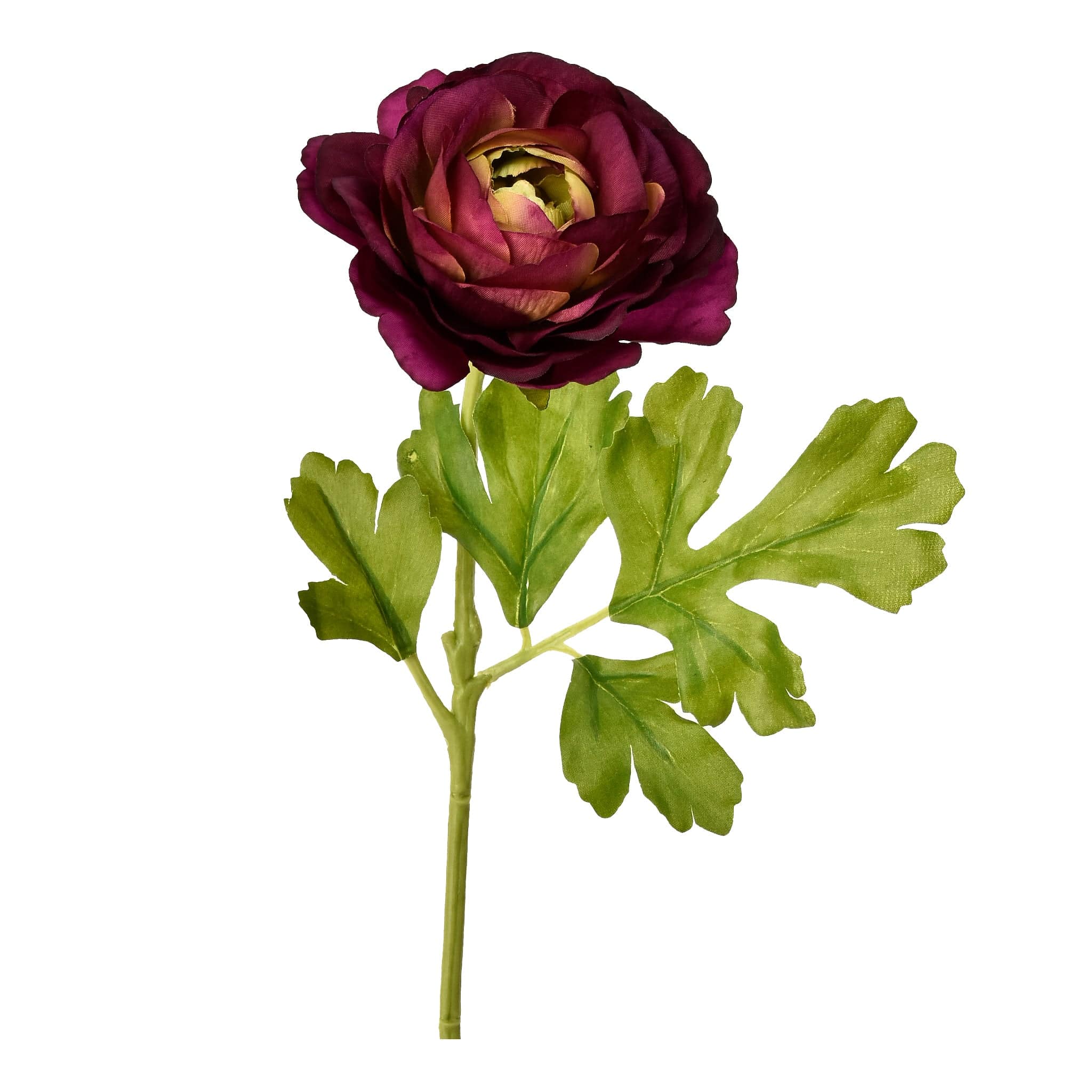 Ranunculus - Image 4