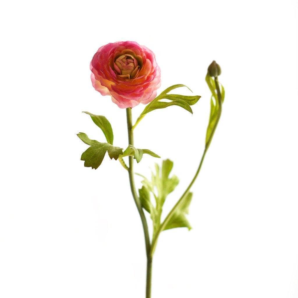 Ranunculus