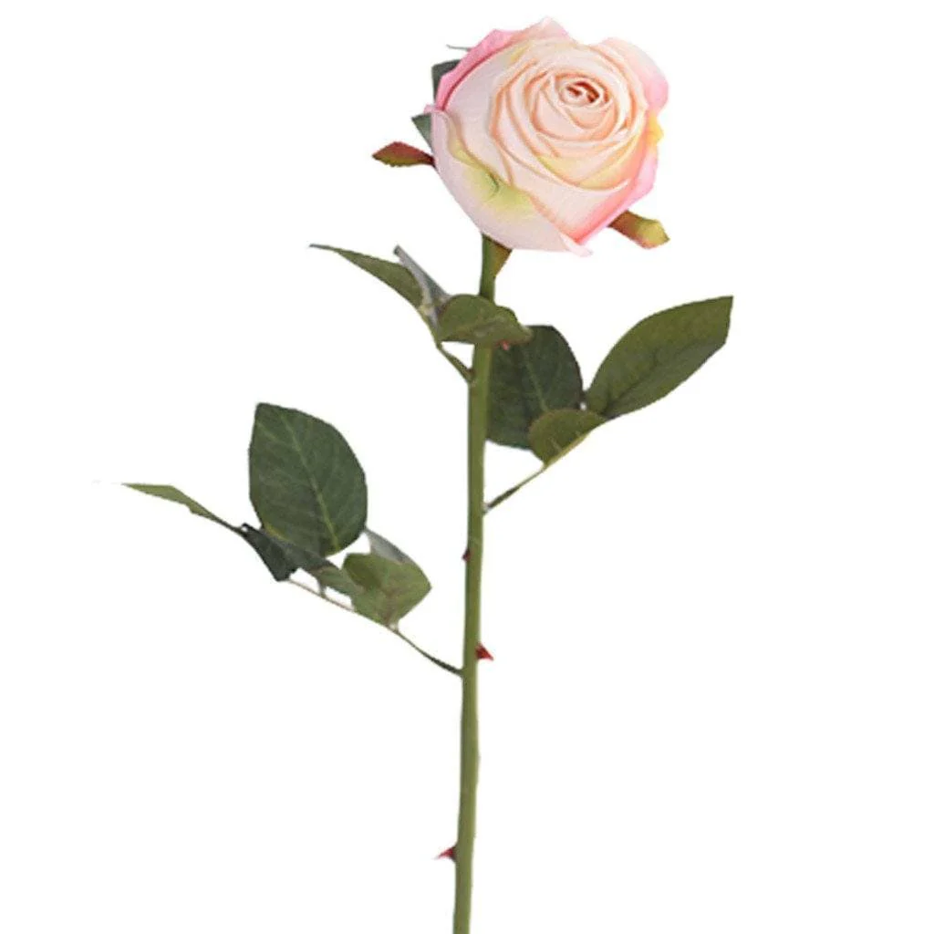 Rose - Image 2