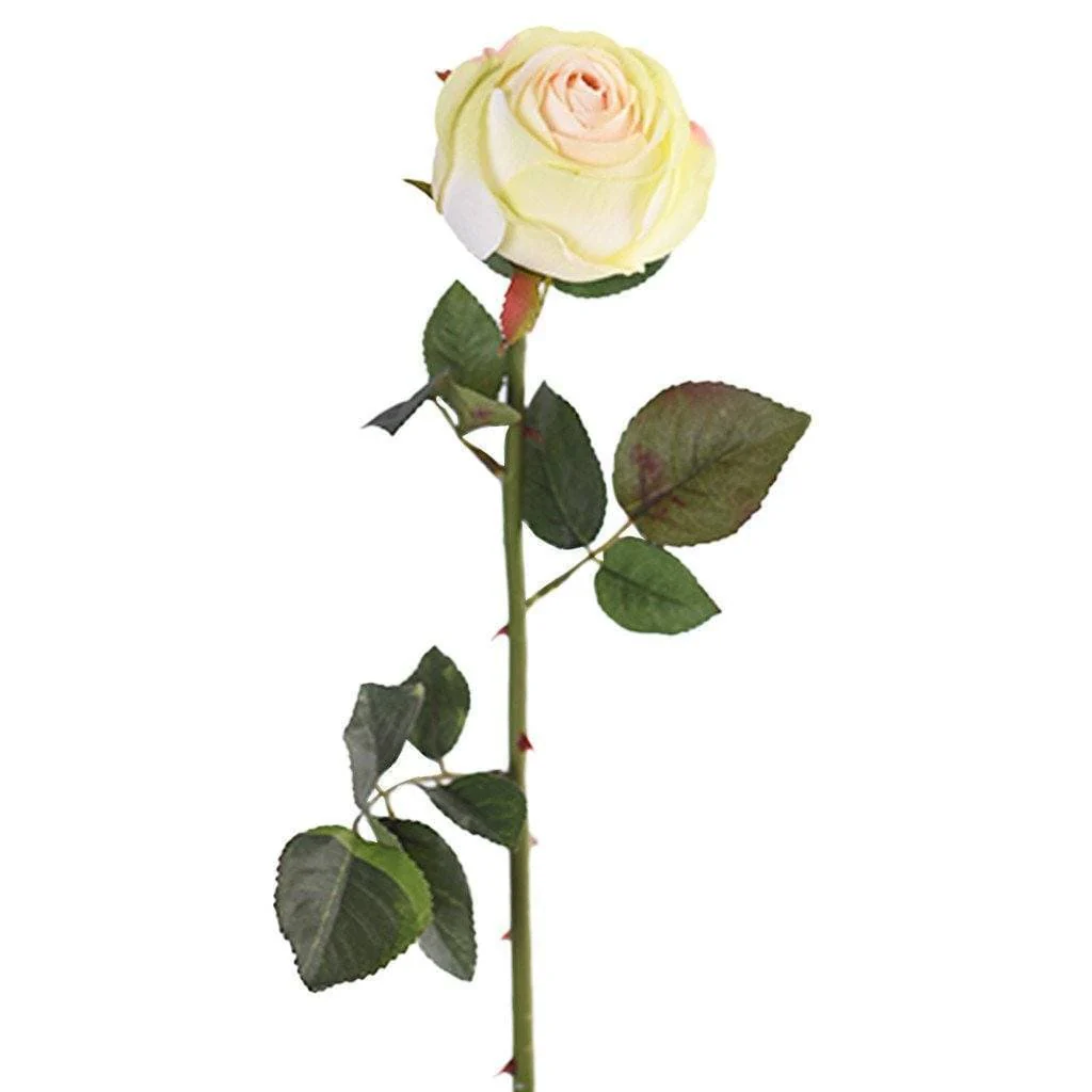 Rose - Image 7