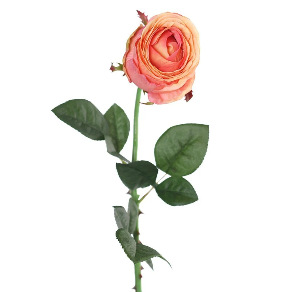 Rose - Image 3