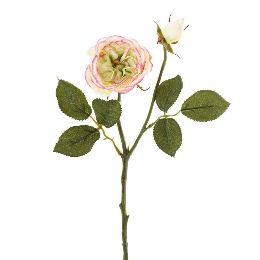 Rose - Image 5