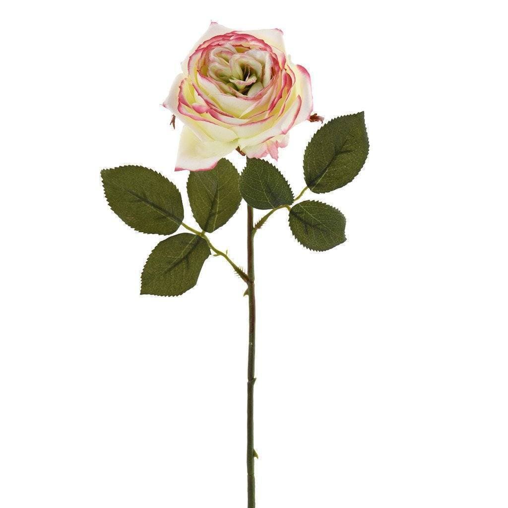Rose - Image 4