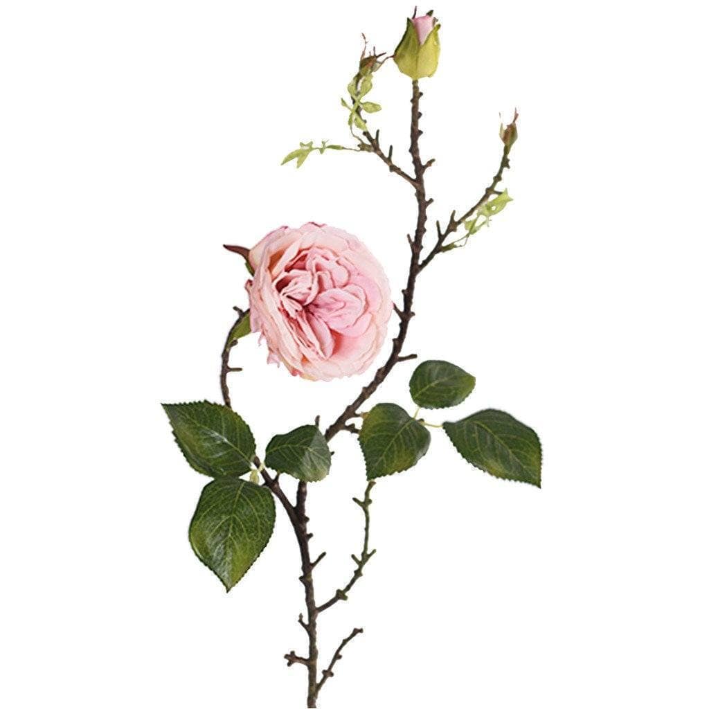 Rose - Image 2