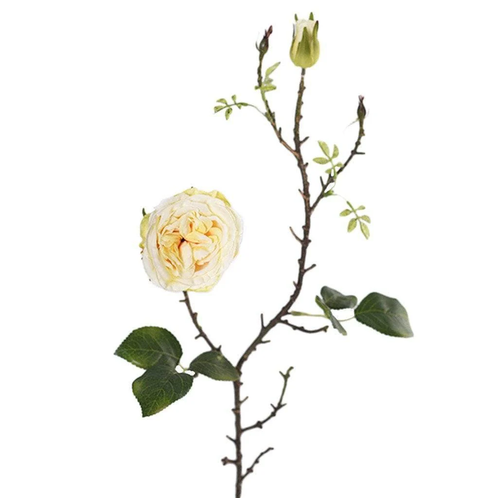 Rose - Image 4