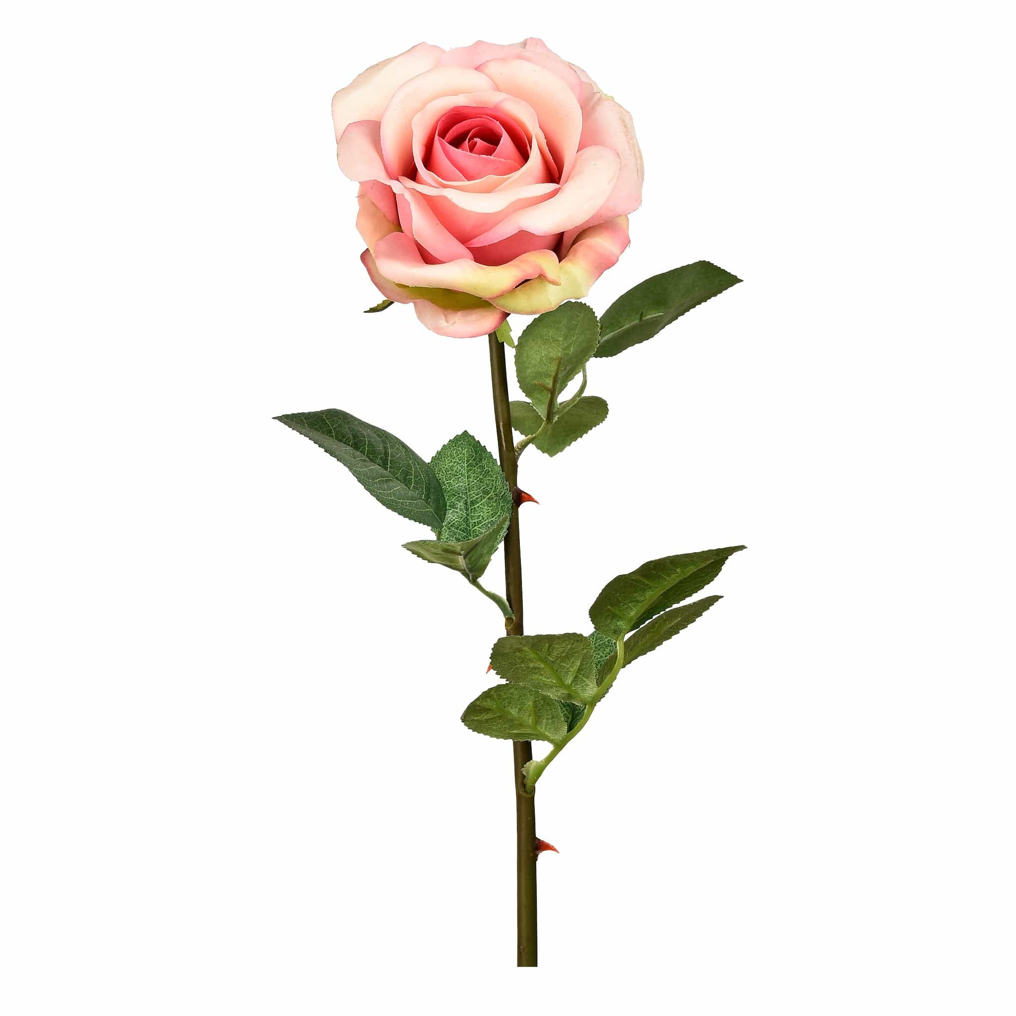 Rose - Image 2