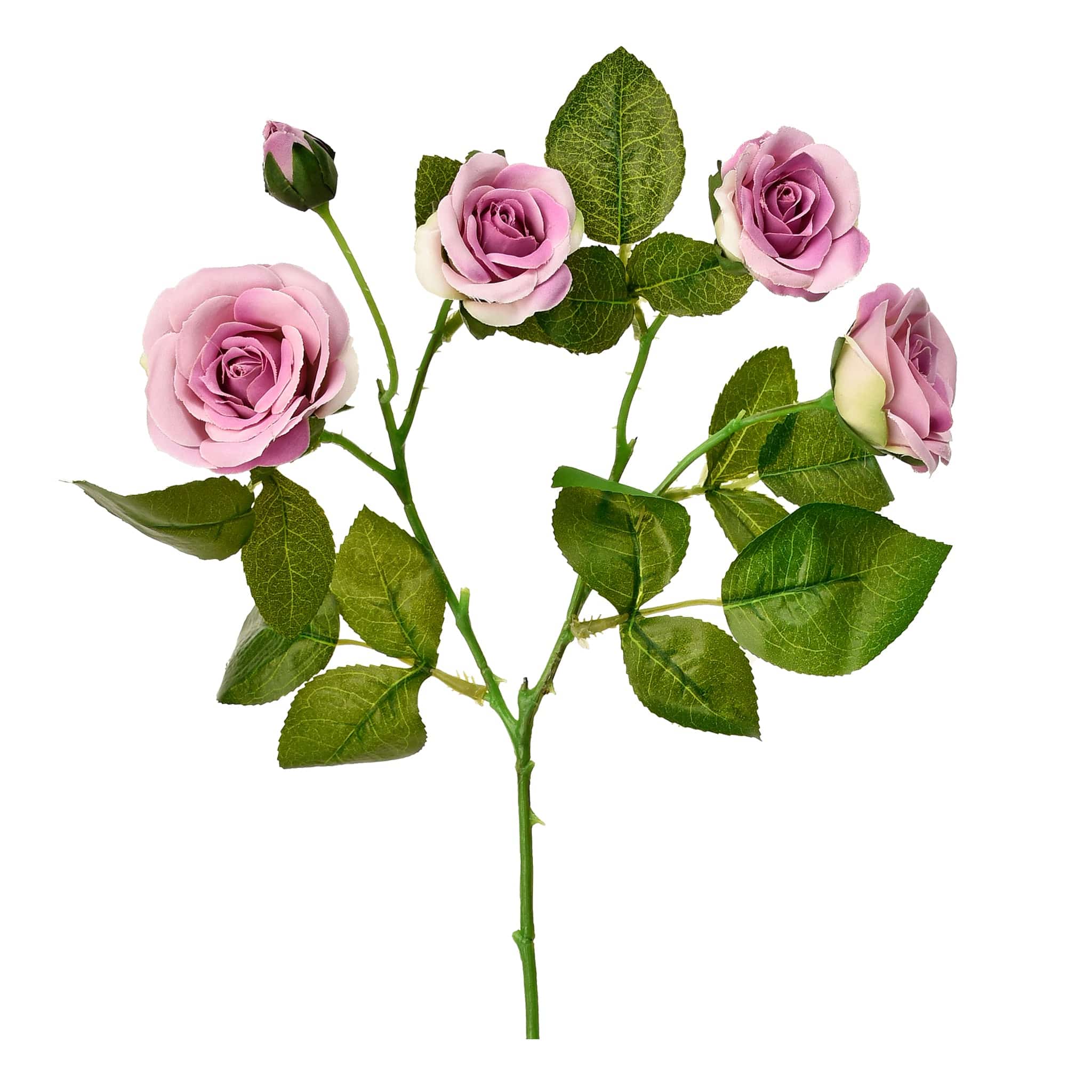 Rose - Image 4