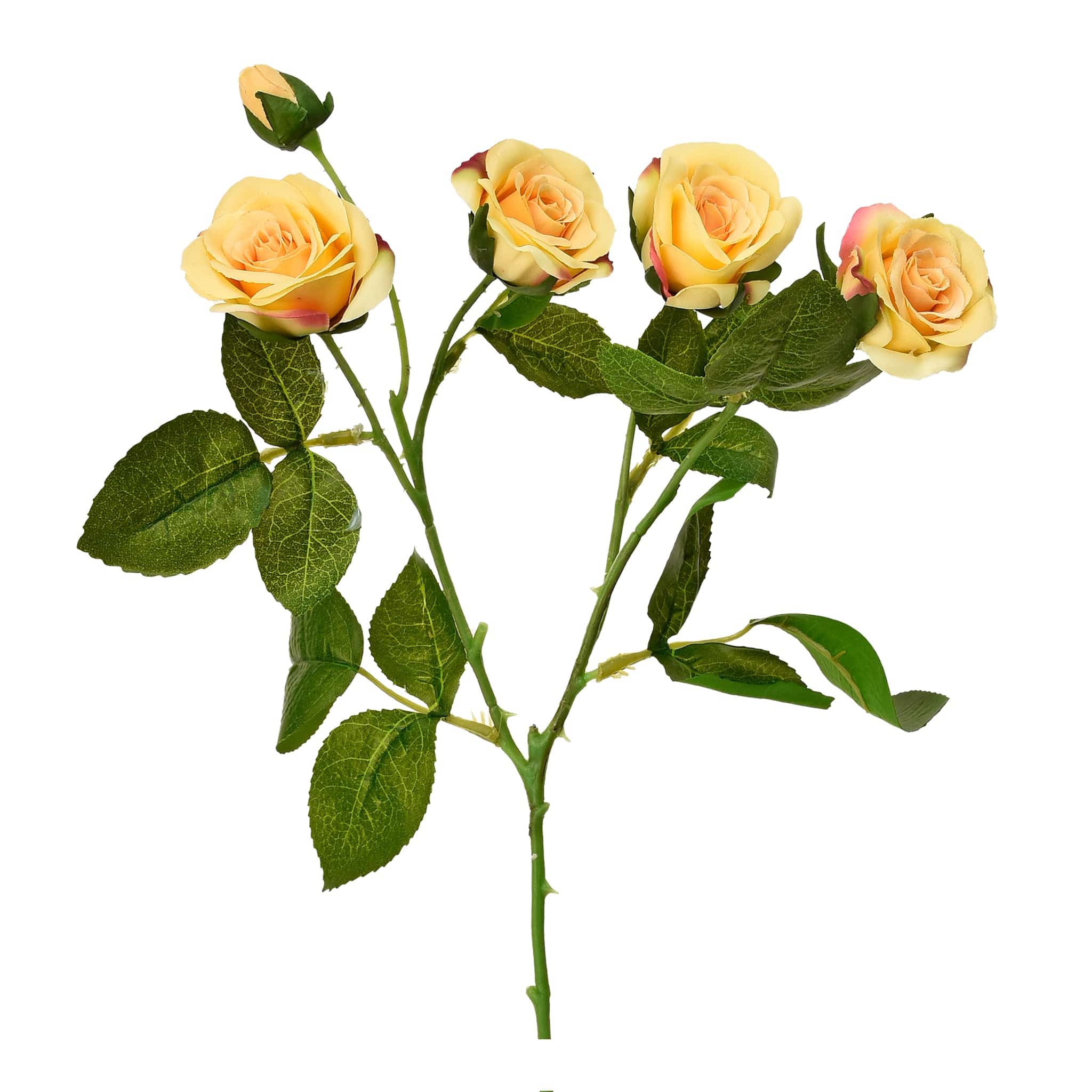 Rose - Image 5