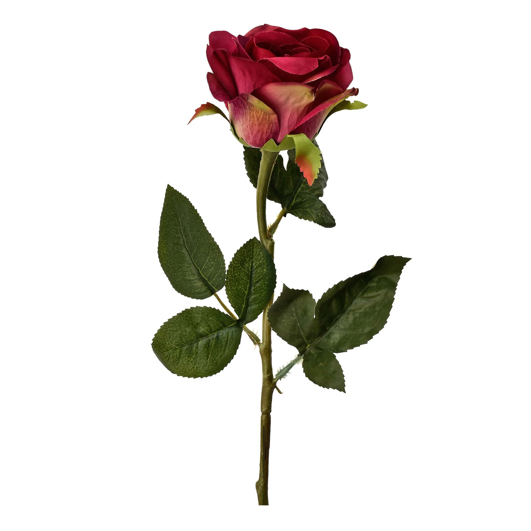 Rose - Image 5