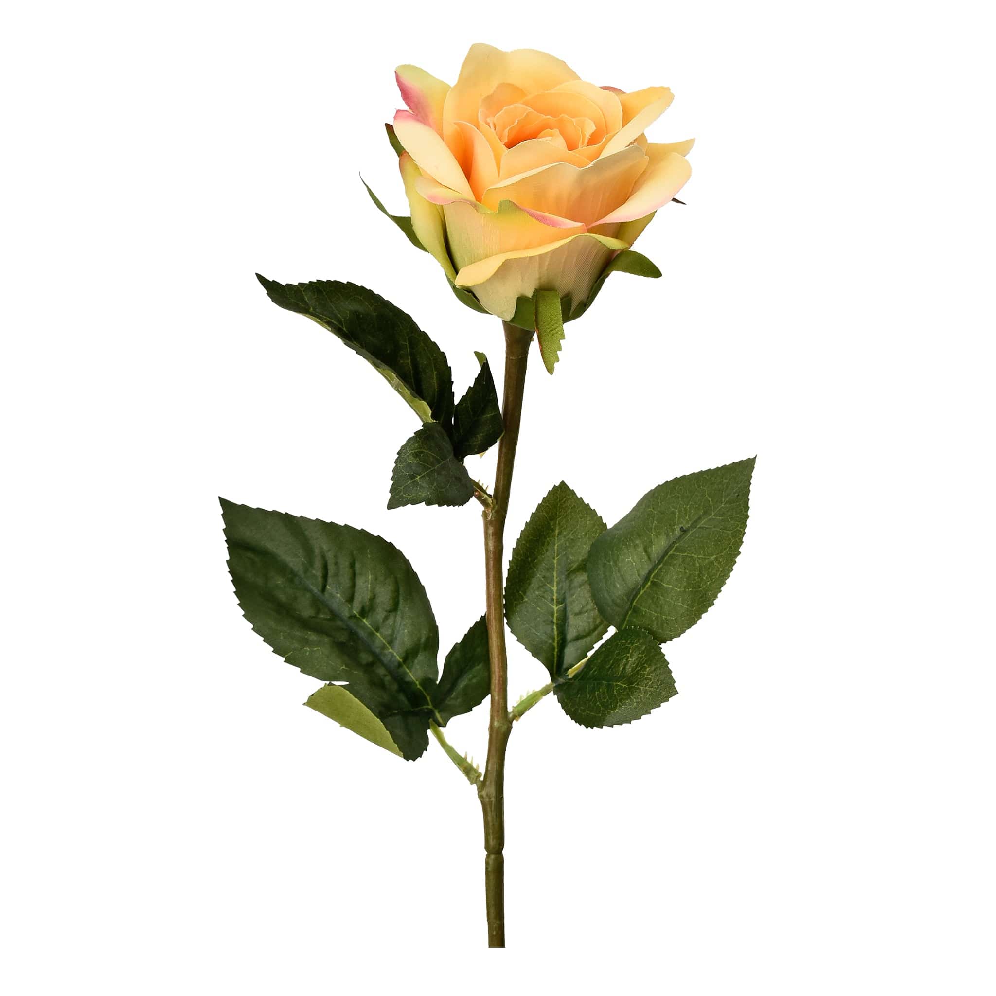 Rose - Image 6