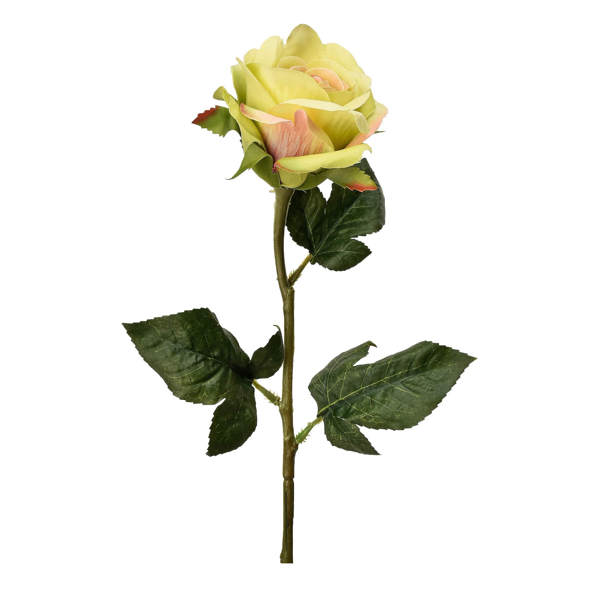 Rose - Image 8