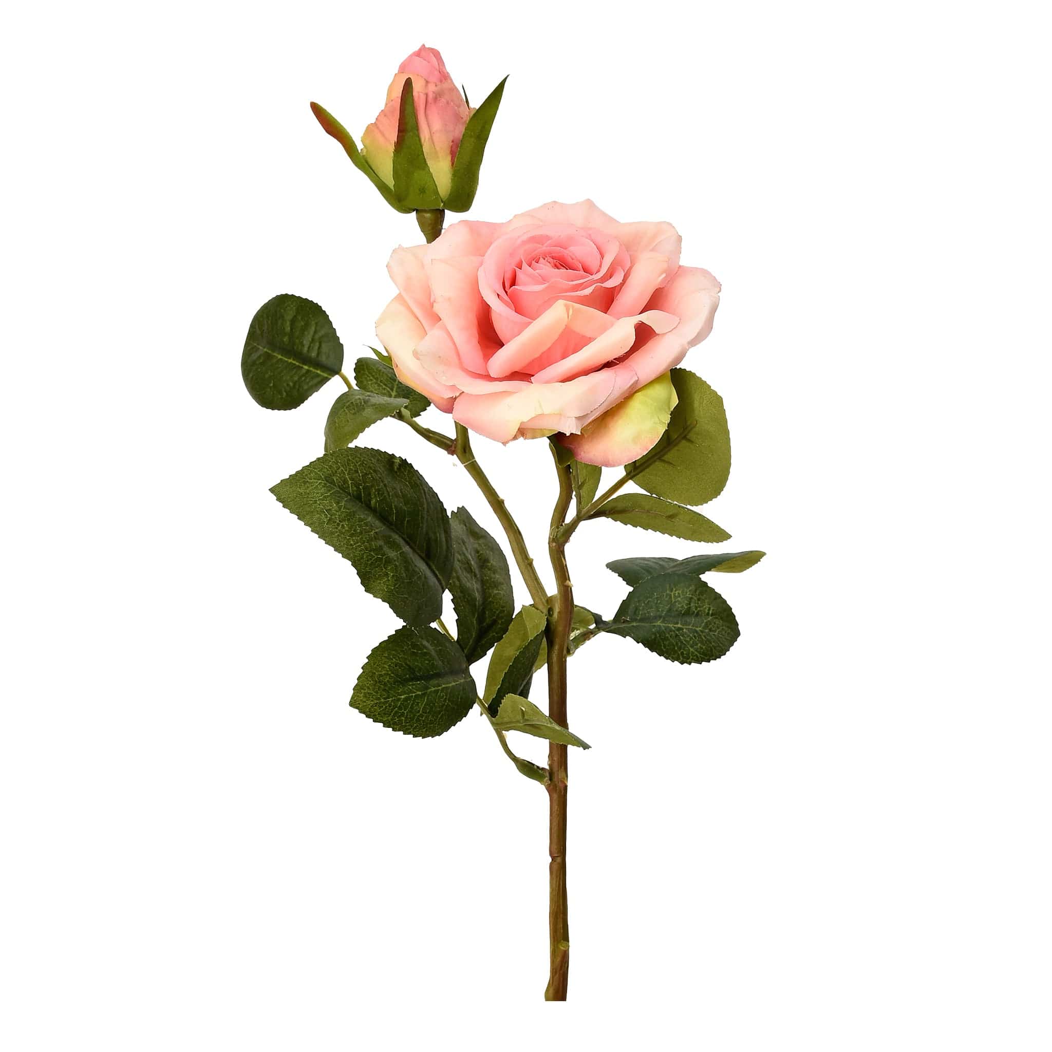 Rose - Image 2