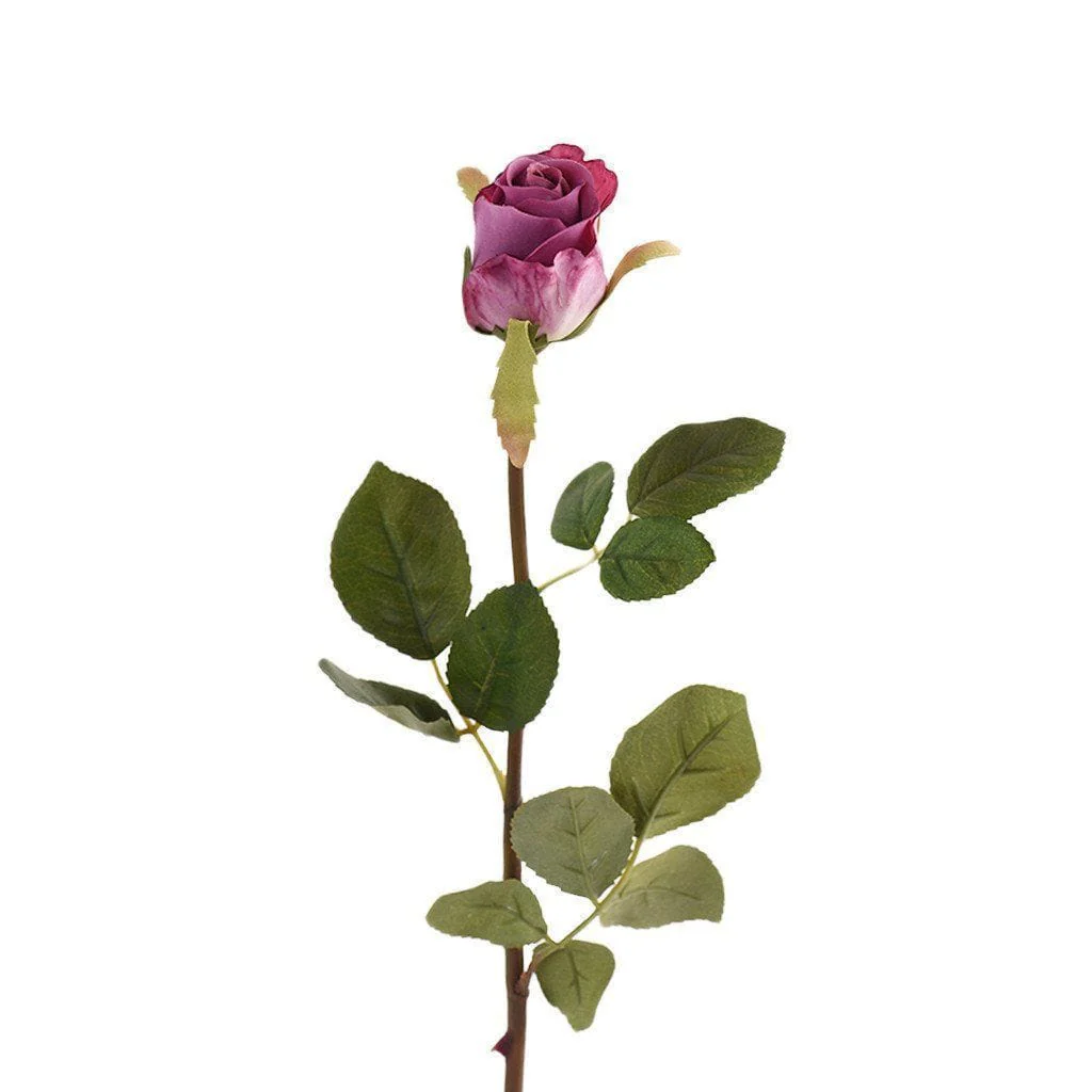 Rose - Image 2