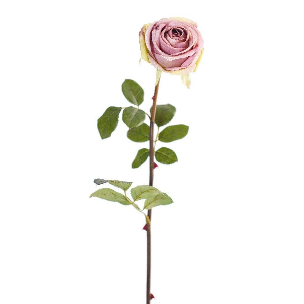 Rose - Image 2