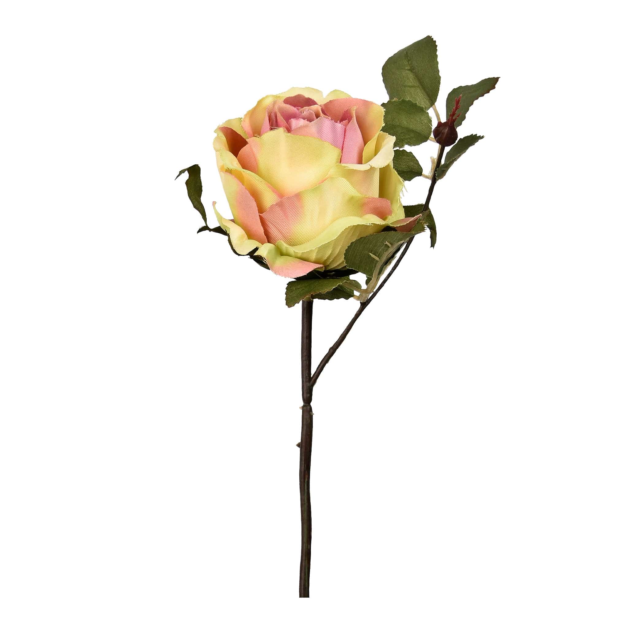Rose - Image 2