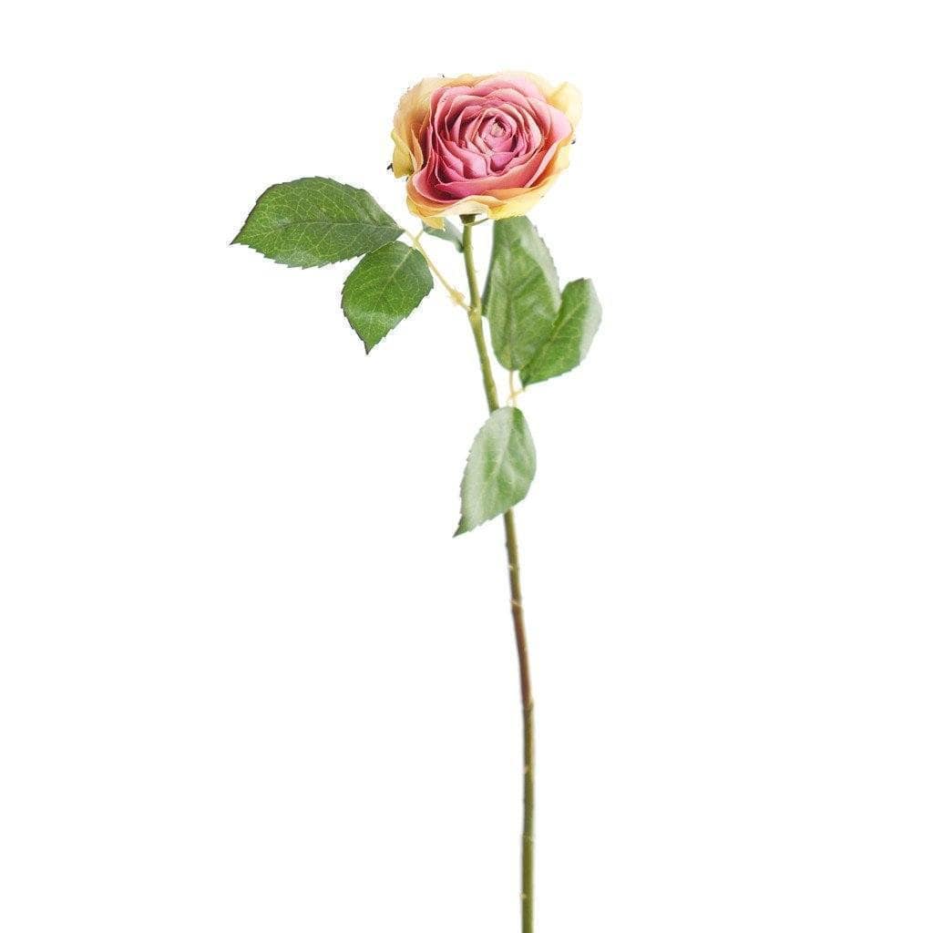 Rose - Image 2