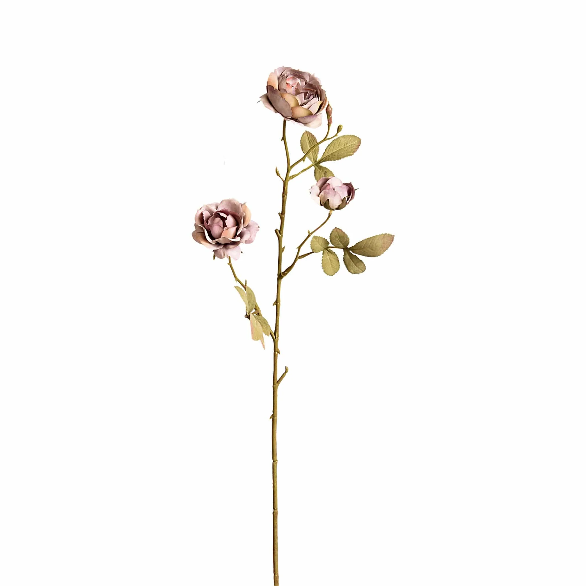 Rose - Image 2