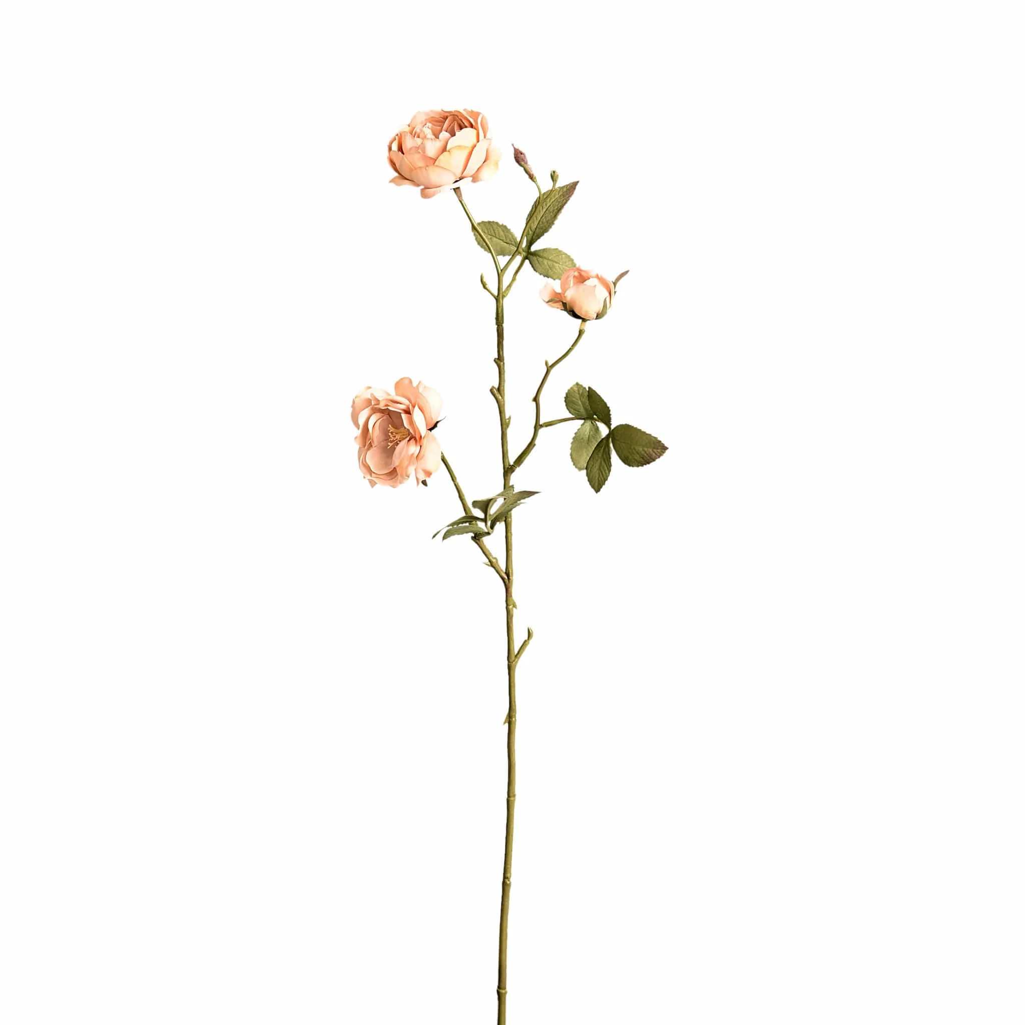 Rose - Image 3
