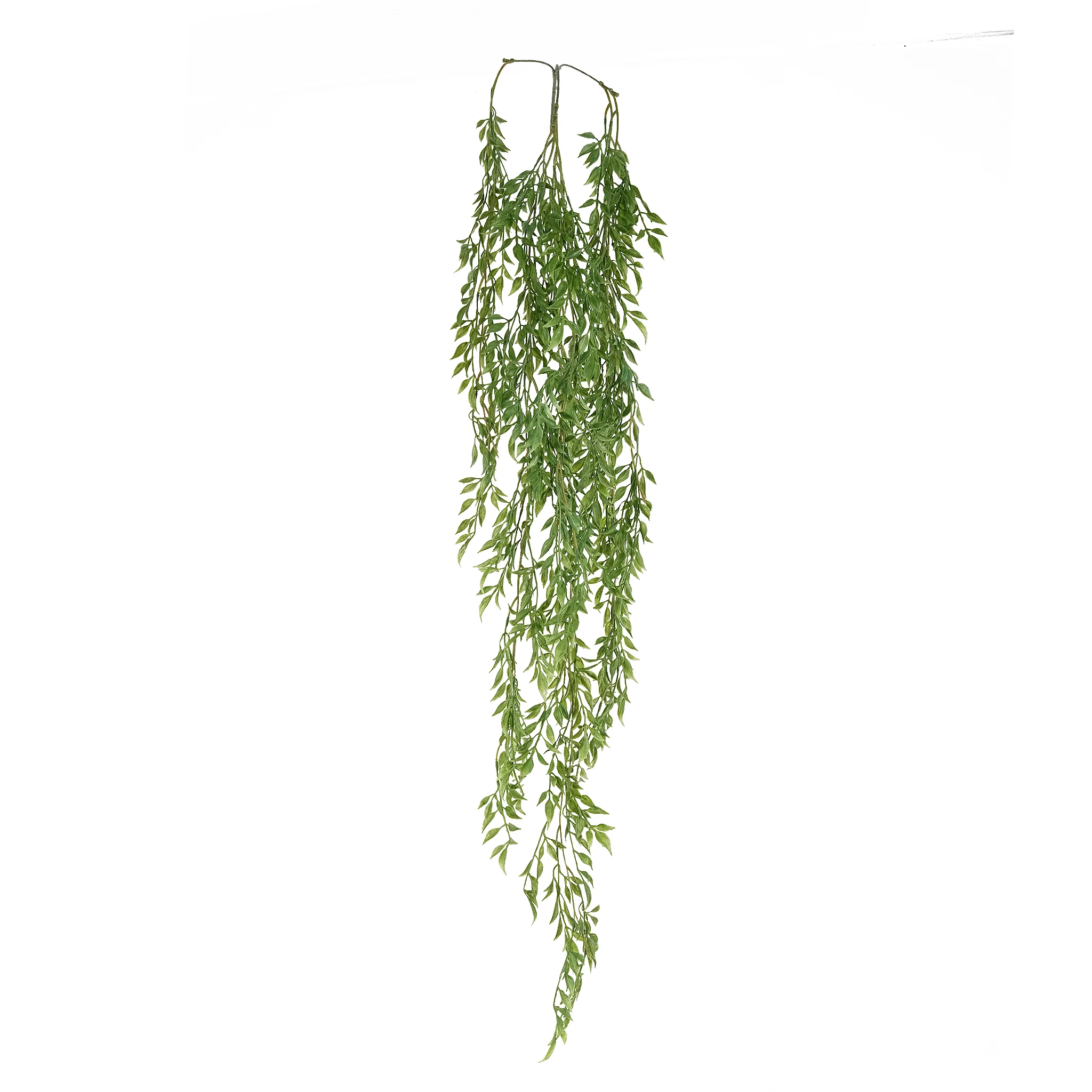 Ruscus Hanging