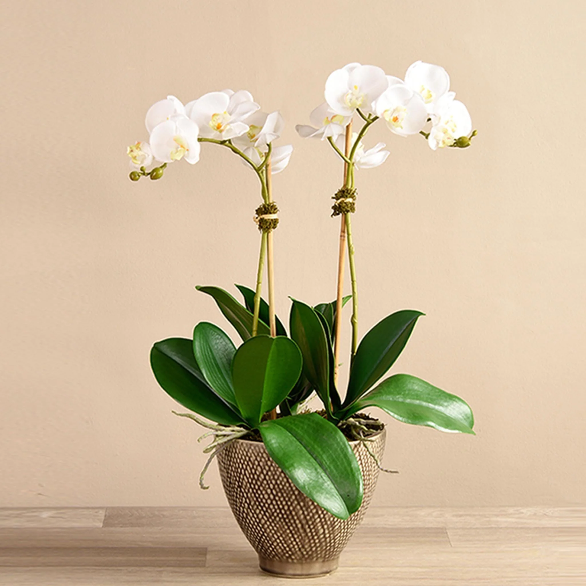 Rustic Orchid Arrangement - Image 3