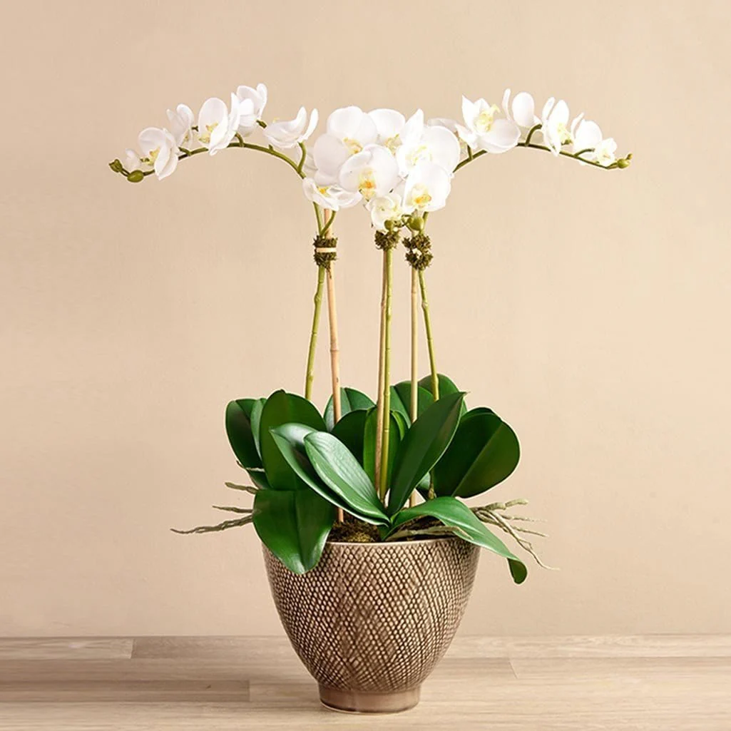 Rustic Orchid Arrangement - Image 4