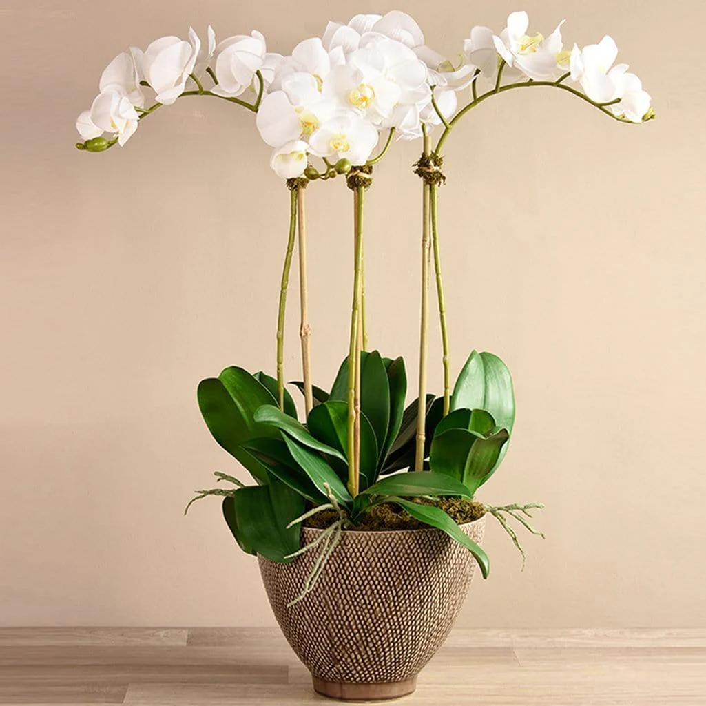 Rustic Orchid Arrangement - Image 5