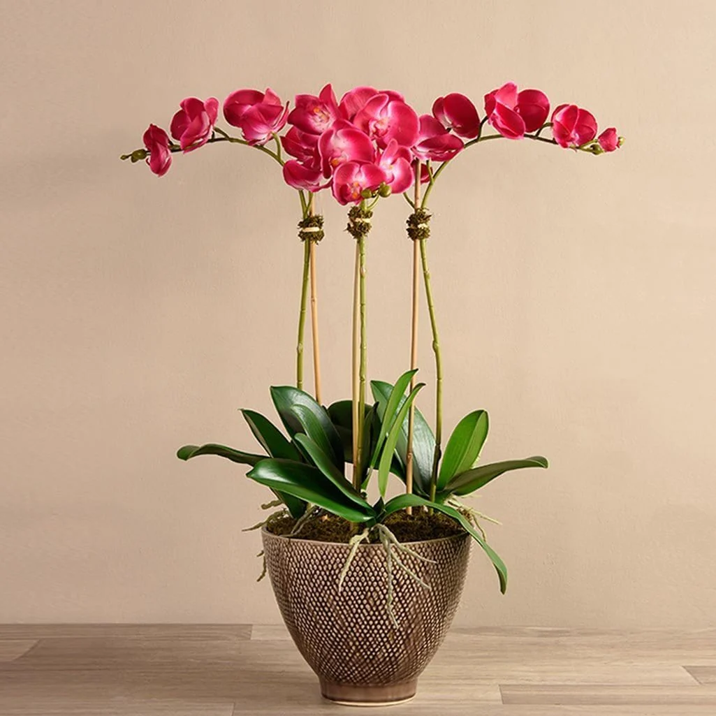 Rustic Orchid Arrangement - Image 7