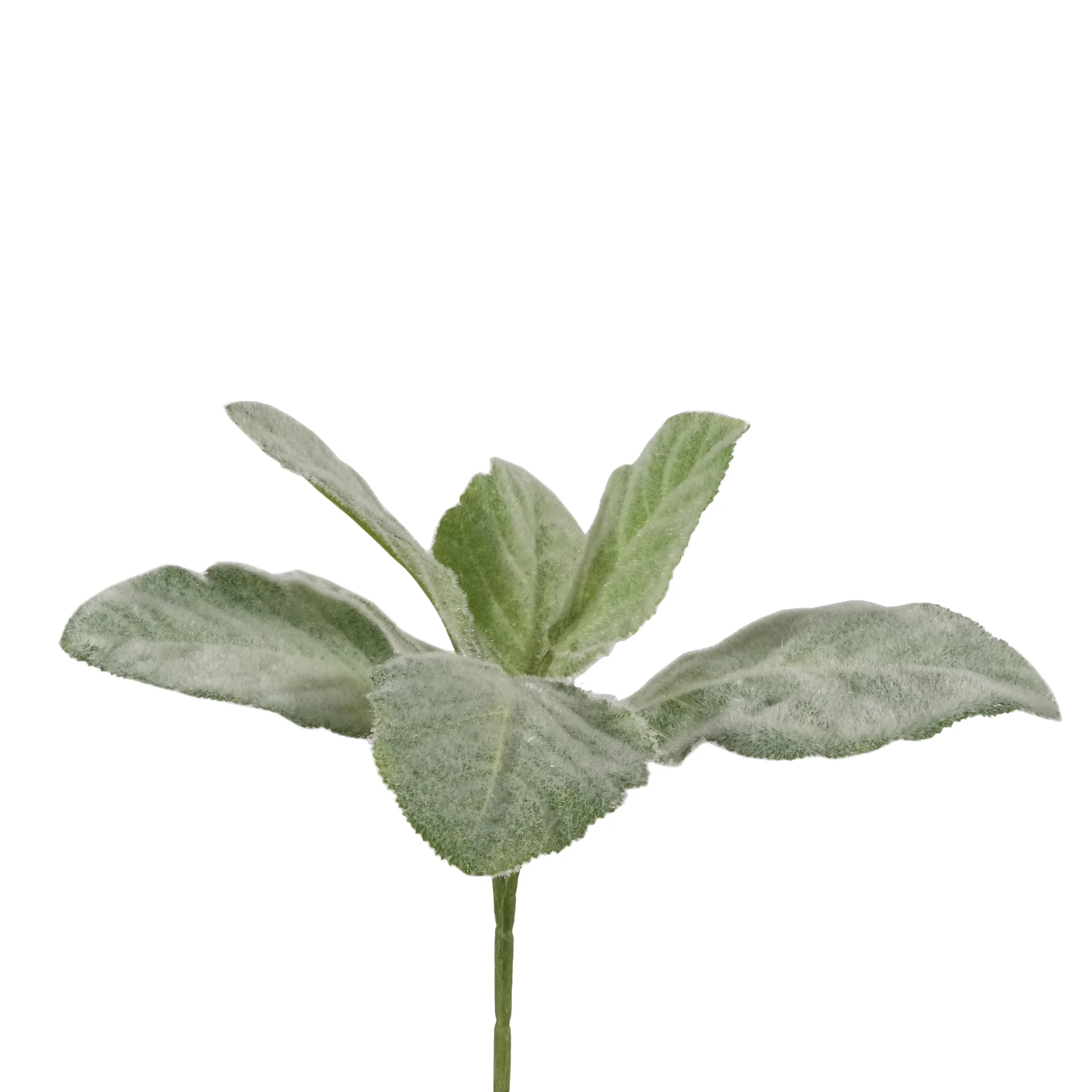 Salvia