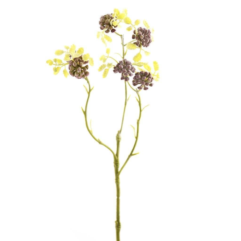 Sedum