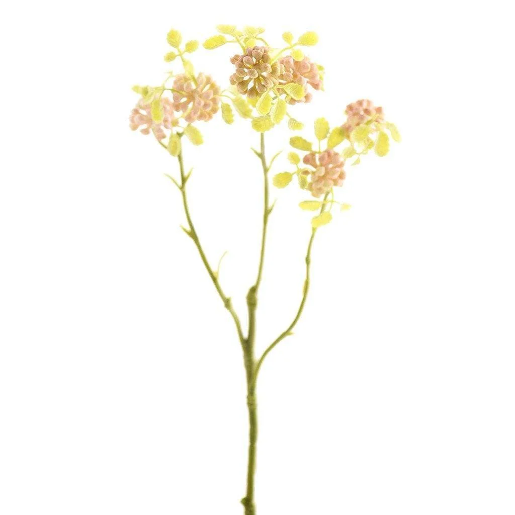 Sedum - Image 2