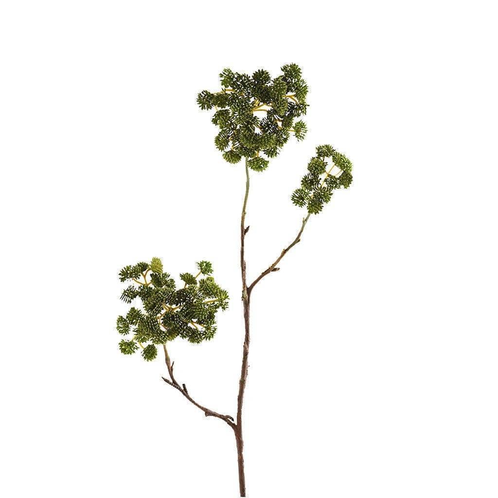 Sedum - Image 2