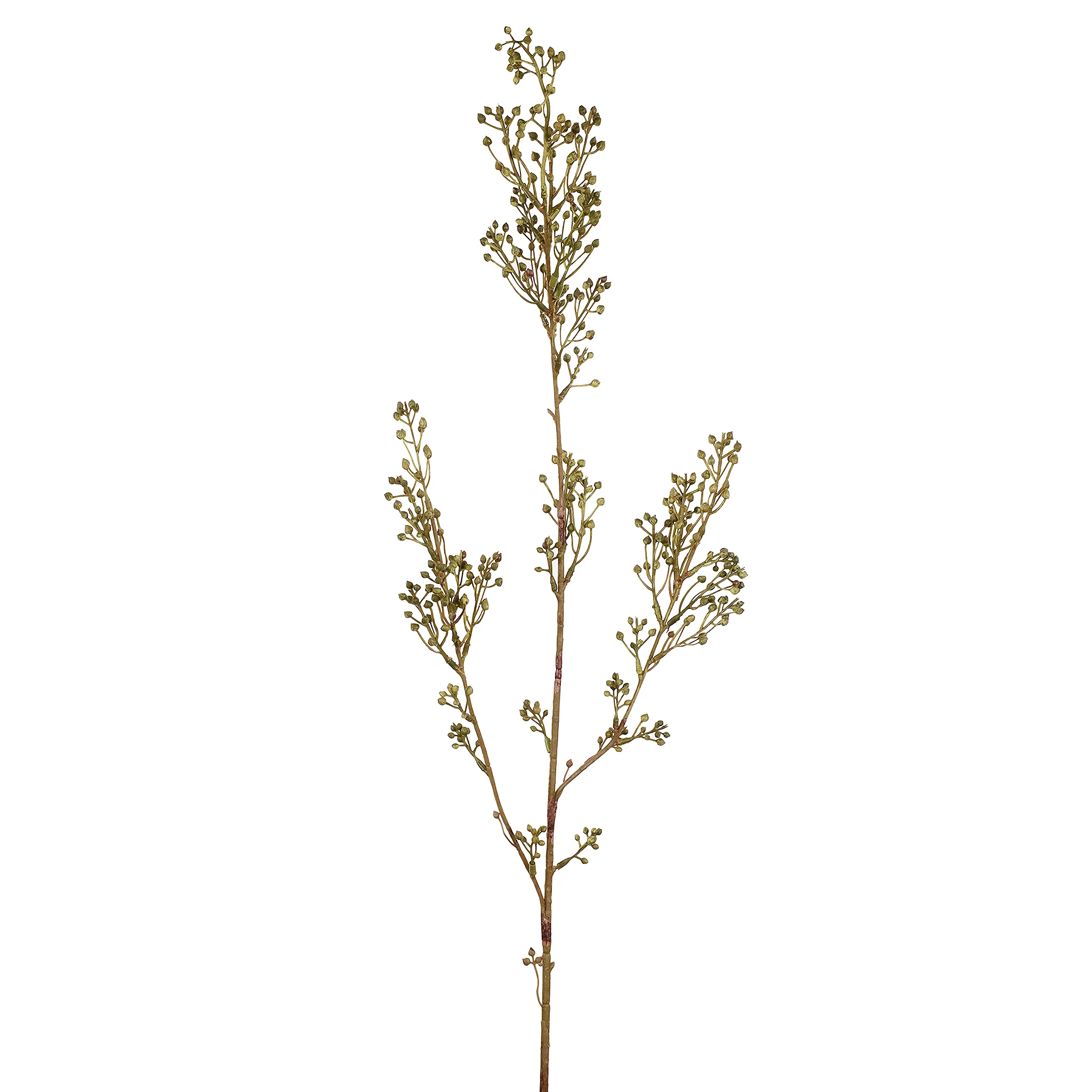 Sedum