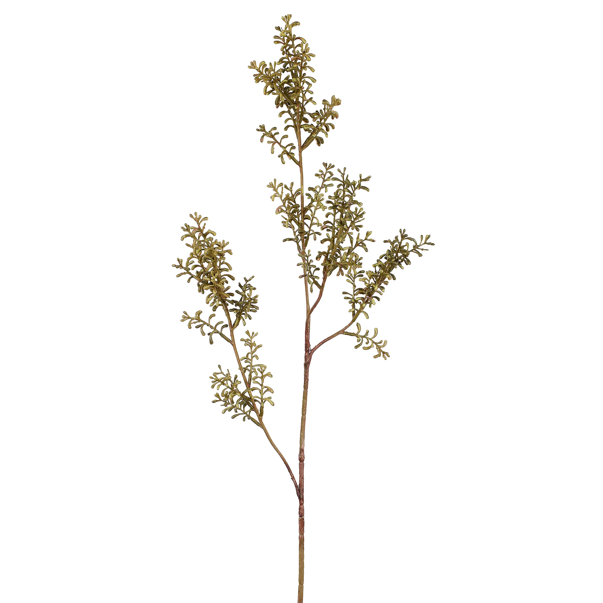 Sedum