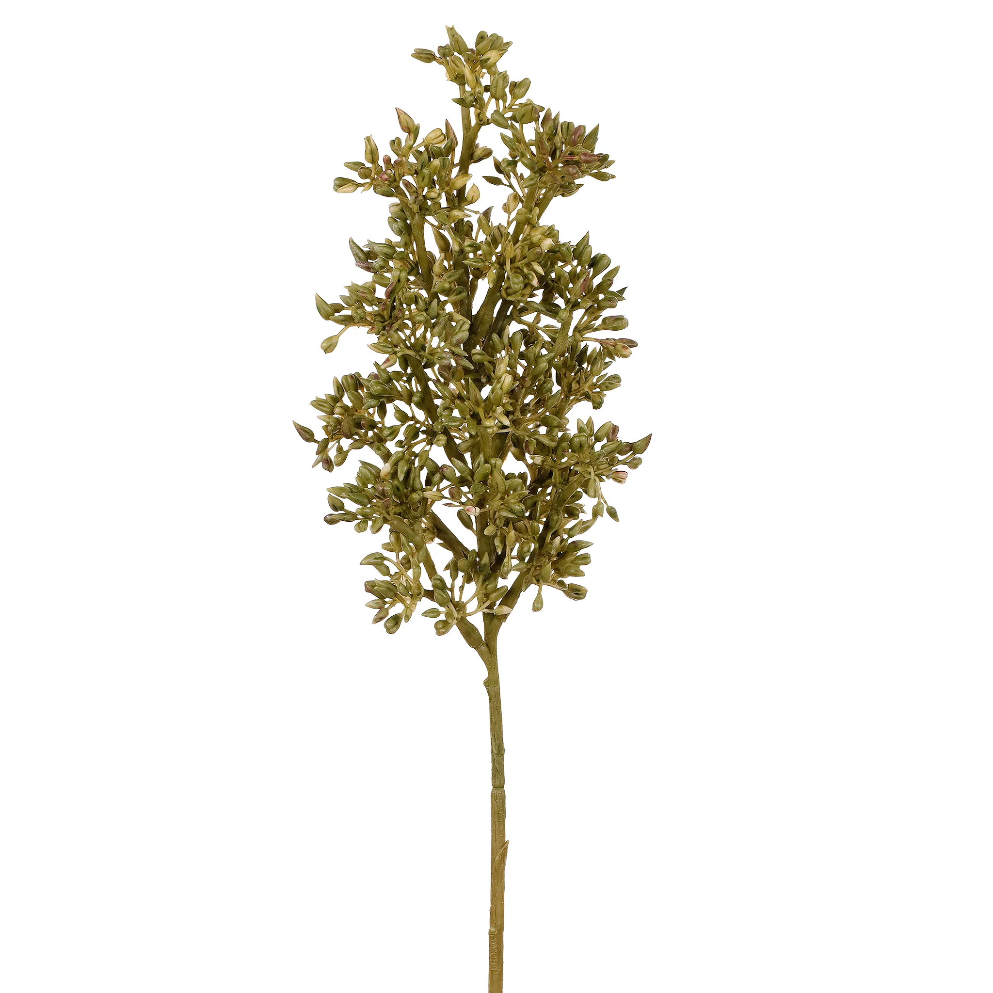 Sedum