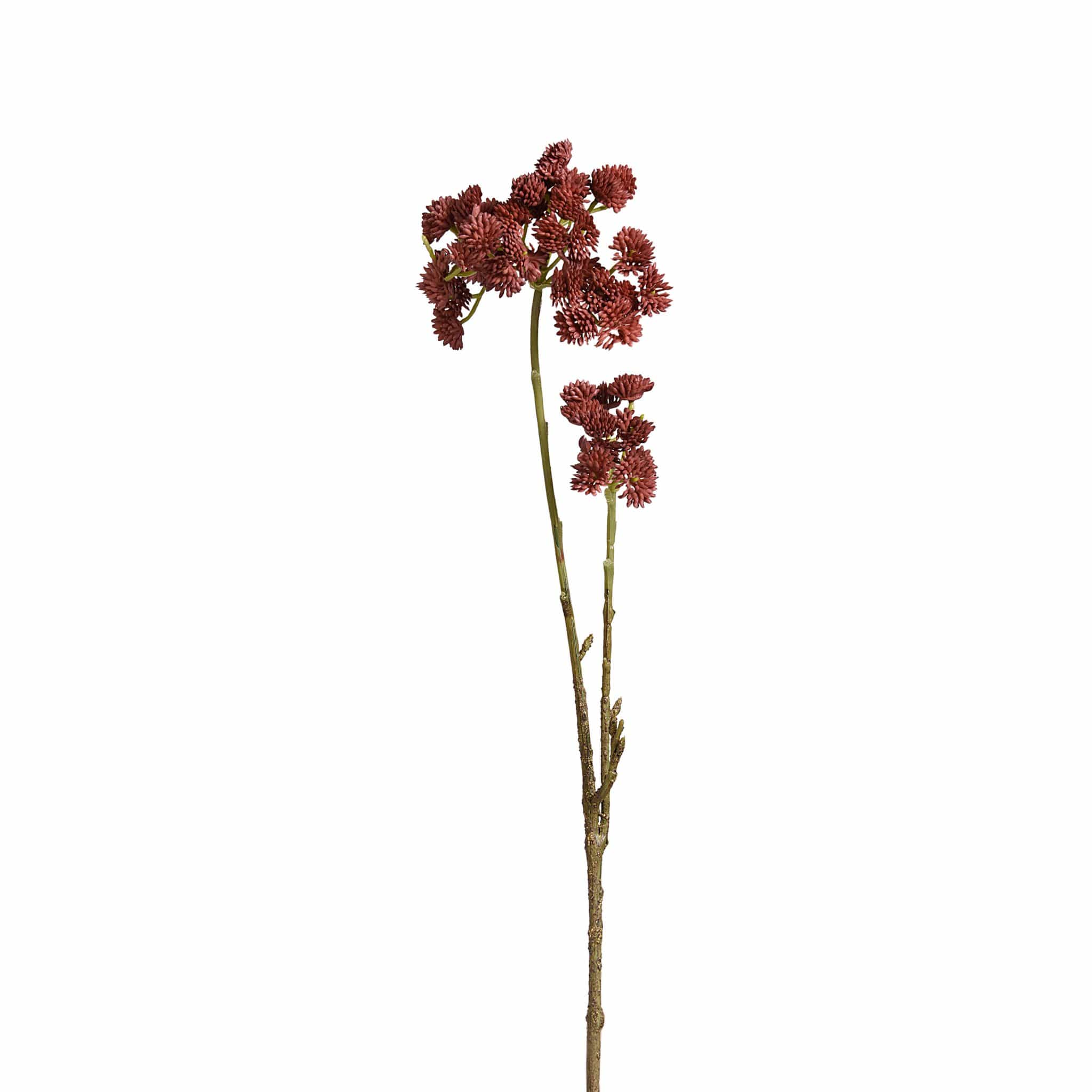Sedum