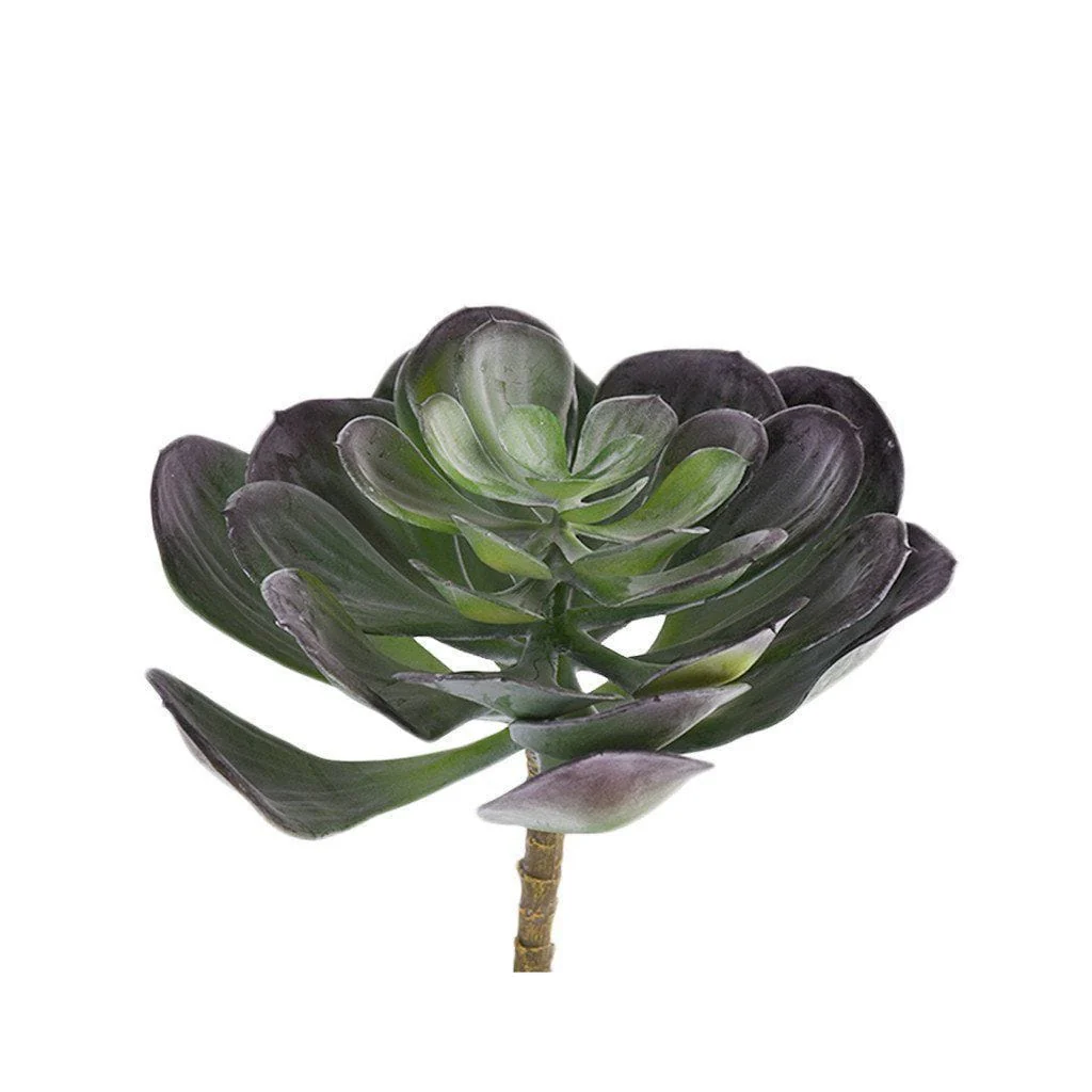 Single Stem Succulent