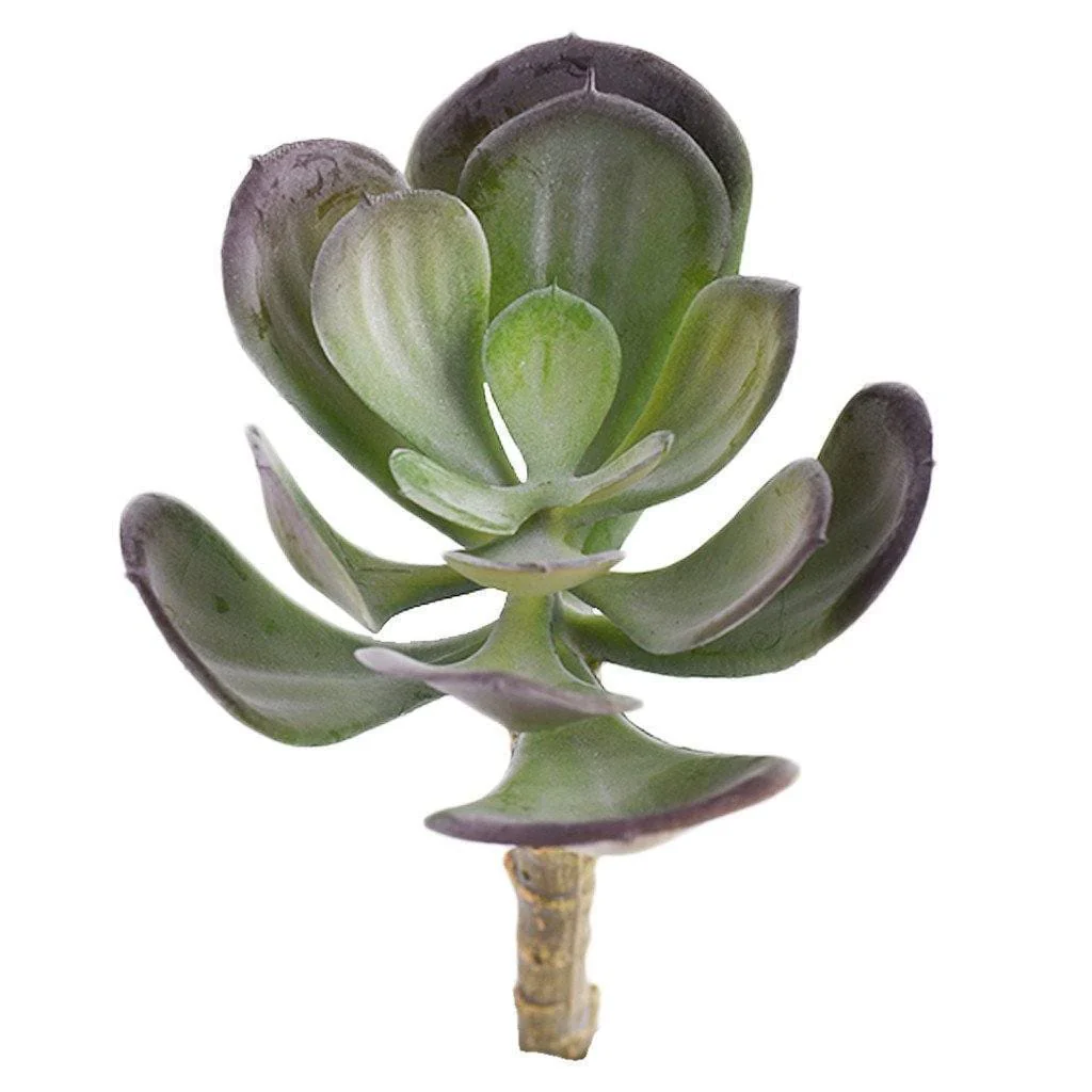 Single Stem Succulent