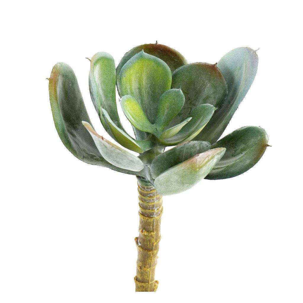 Single Stem Succulent