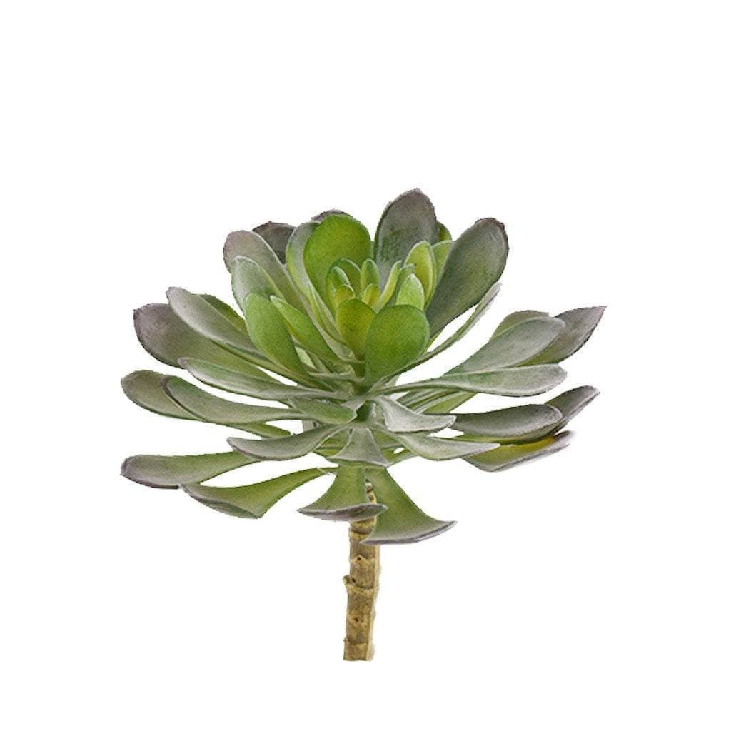 Single Stem Succulent